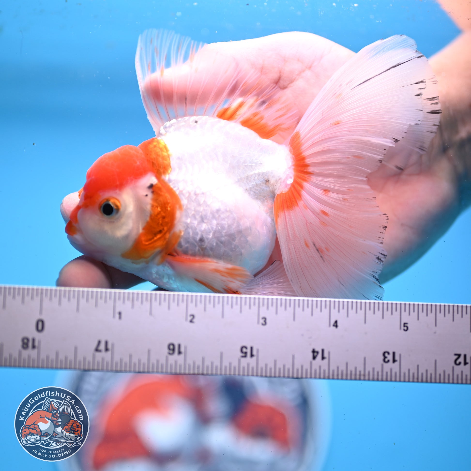 Red White Orchid Tail Oranda 3.25in Body (240830_OR10) - Kaiju Goldfish USA