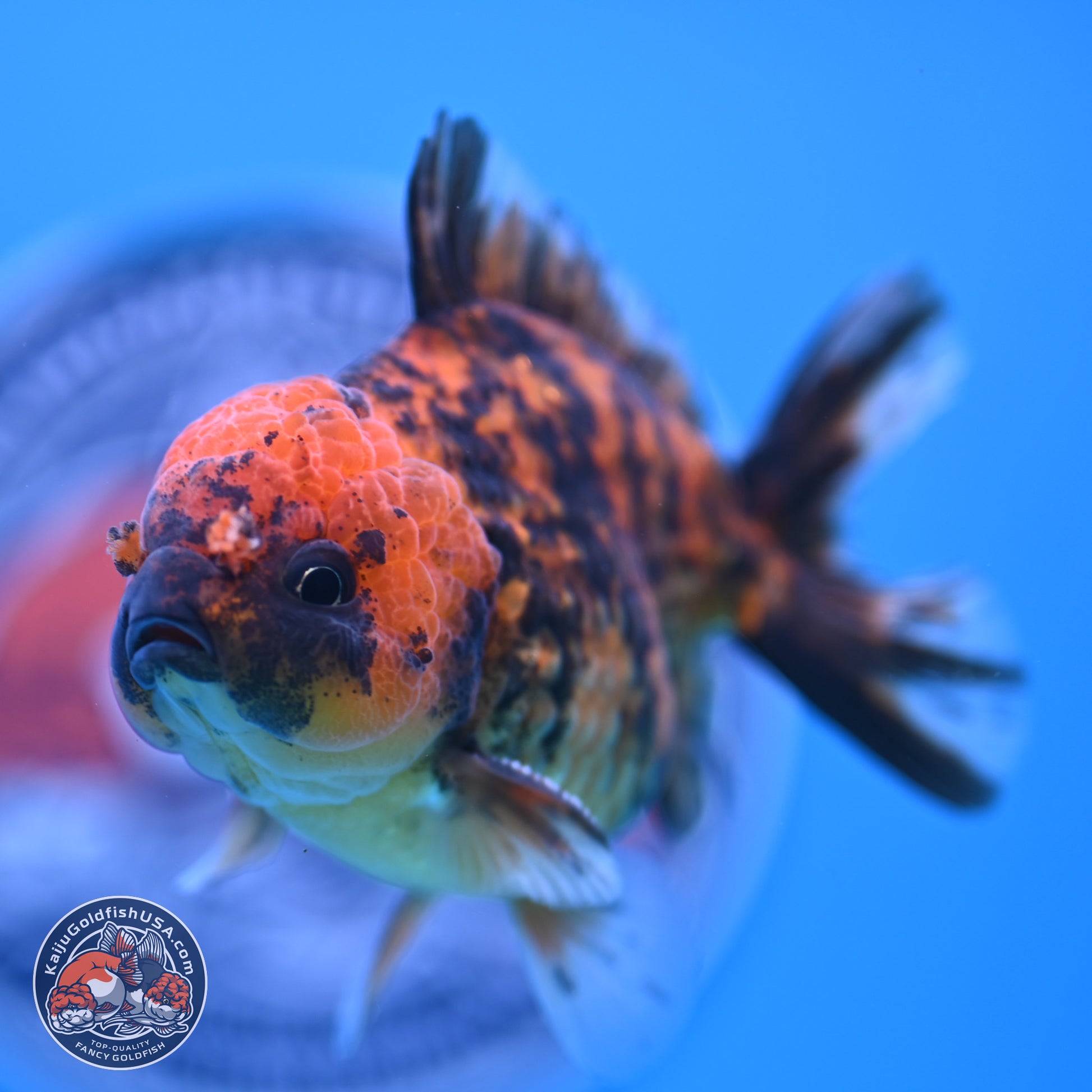 Shogun Tiger YuanBao Oranda 3.5in Body (240802_OR10) - Kaiju Goldfish USA