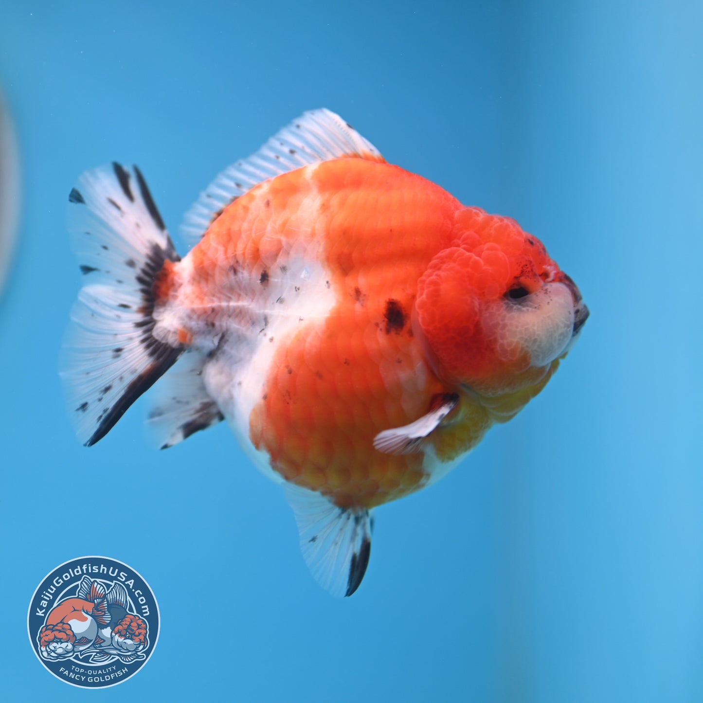Shogun Tricolor Sakura Oranda 3.5 inches Body (250530_OR10)