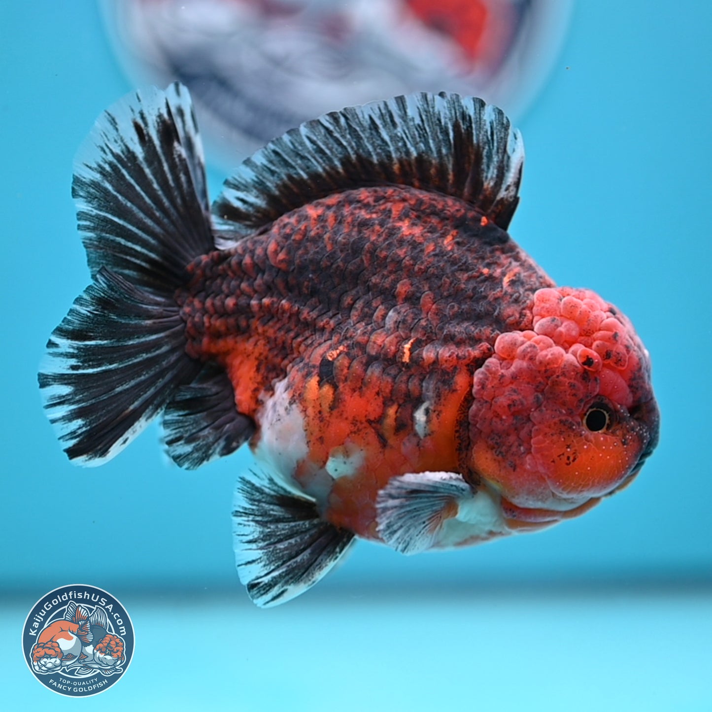 Red Kirin YuanBao Oranda 5 inches - Male (241129_OR10) - Kaiju Goldfish USA