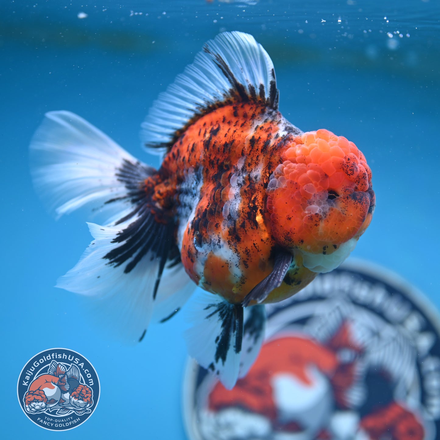 Tricolor Tiger Rose Tail Oranda 4 inches Body (250502_OR10)