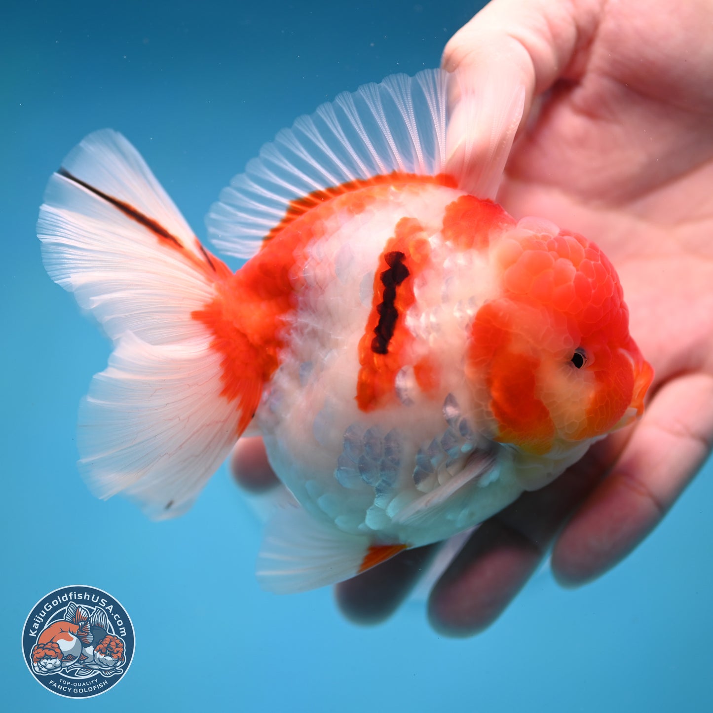 Tricolor Sakura Rose Tail Oranda 3.5 inches Body - Male (250214_OR10)