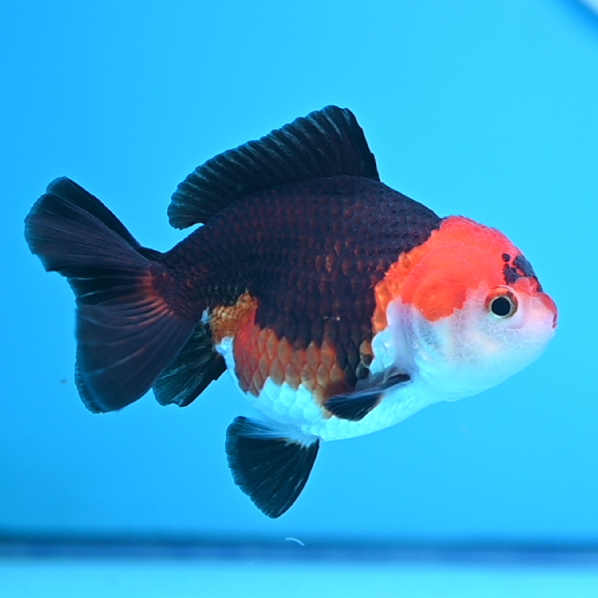 Tricolor Oranda 3.5-4 inches (241011_OR10) - Kaiju Goldfish USA