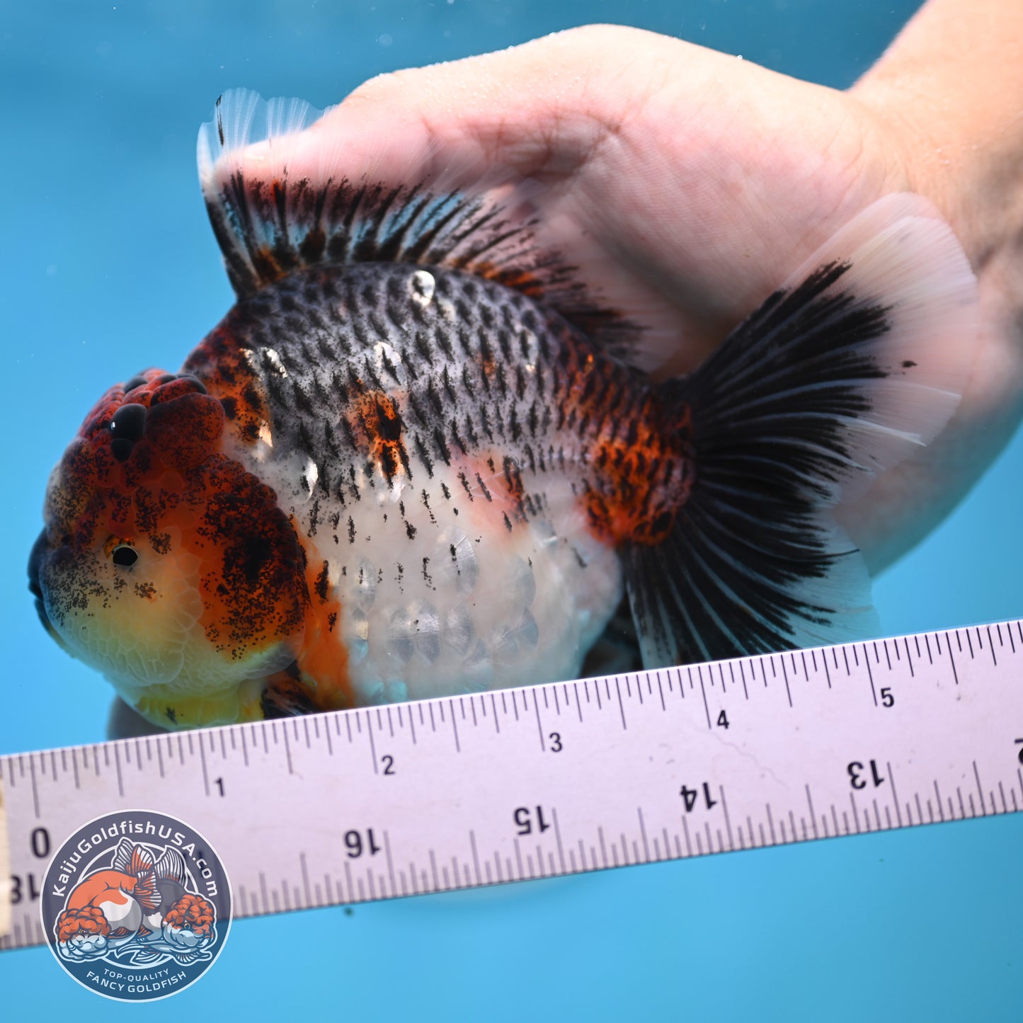 Grey Kirin Rose Tail Oranda 4 inches Body (250516_OR10)