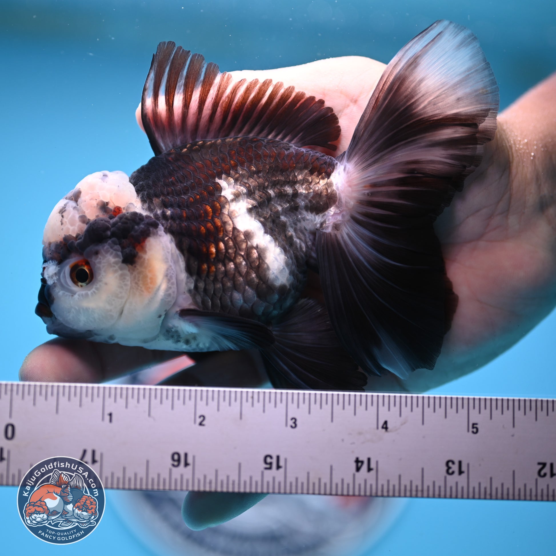 Panda Rose Tail Oranda 4.5 inches - Male (241206_OR10) - Kaiju Goldfish USA