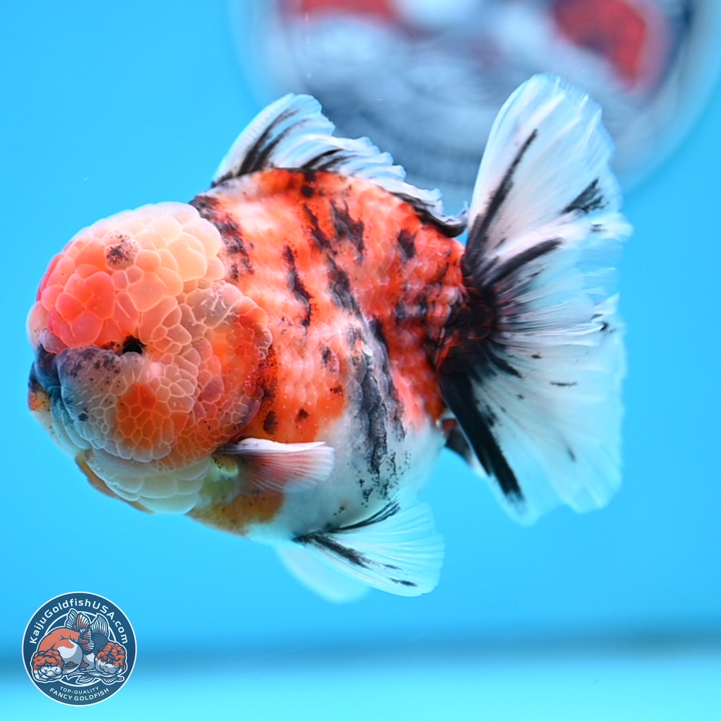Tricolor Tiger YuanBao Oranda 3.5 inches Body - Male (250314_OR10)