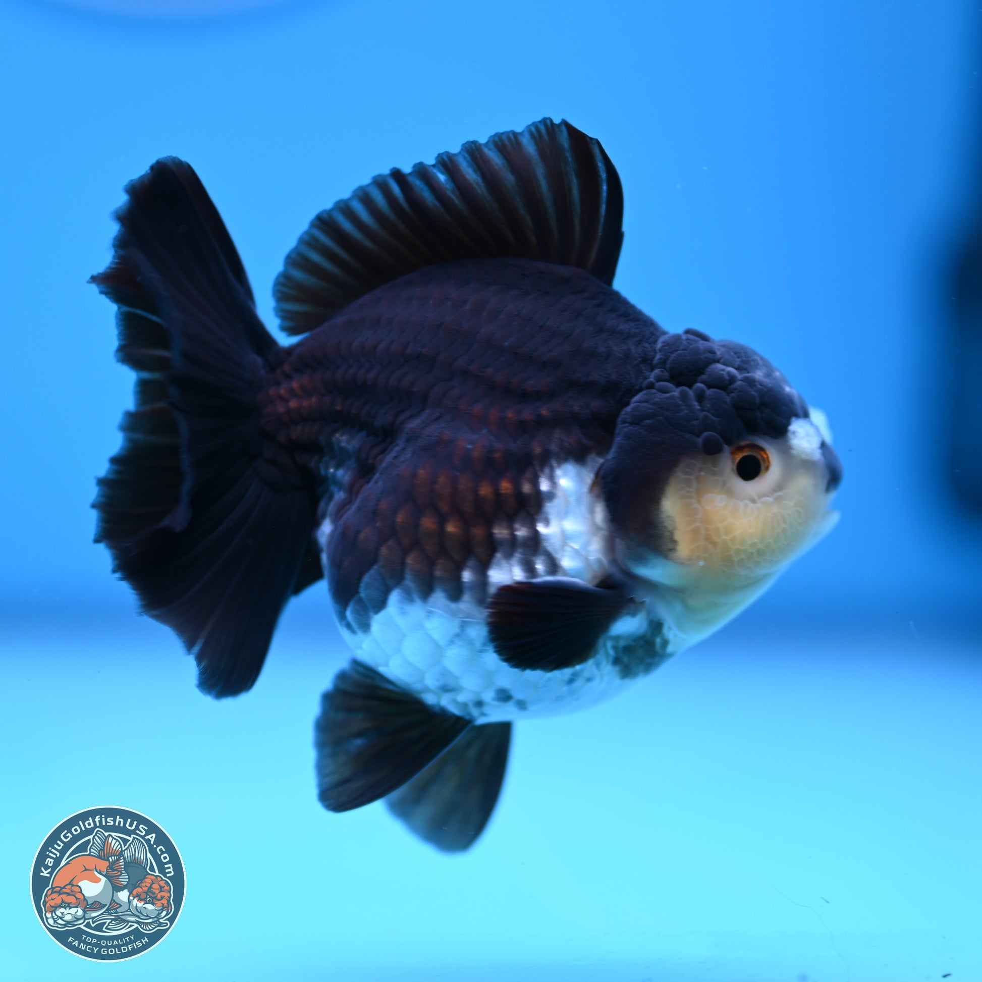 Panda YuanBao Oranda 3.5 inches Body - Male (241227_OR10) - Kaiju Goldfish USA