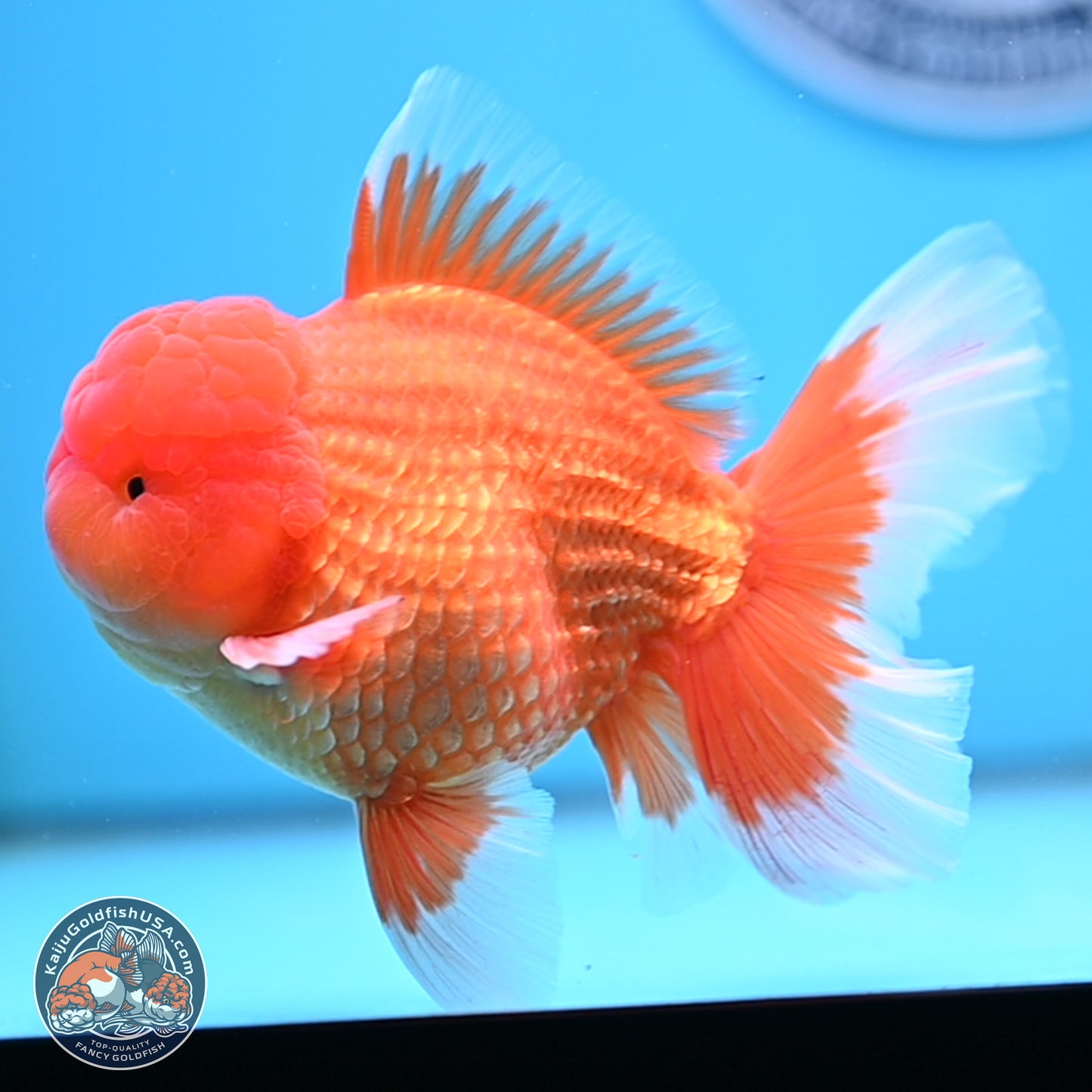 Classic Red Rose Tail Oranda 4 inches Body - Male (250404_OR10)