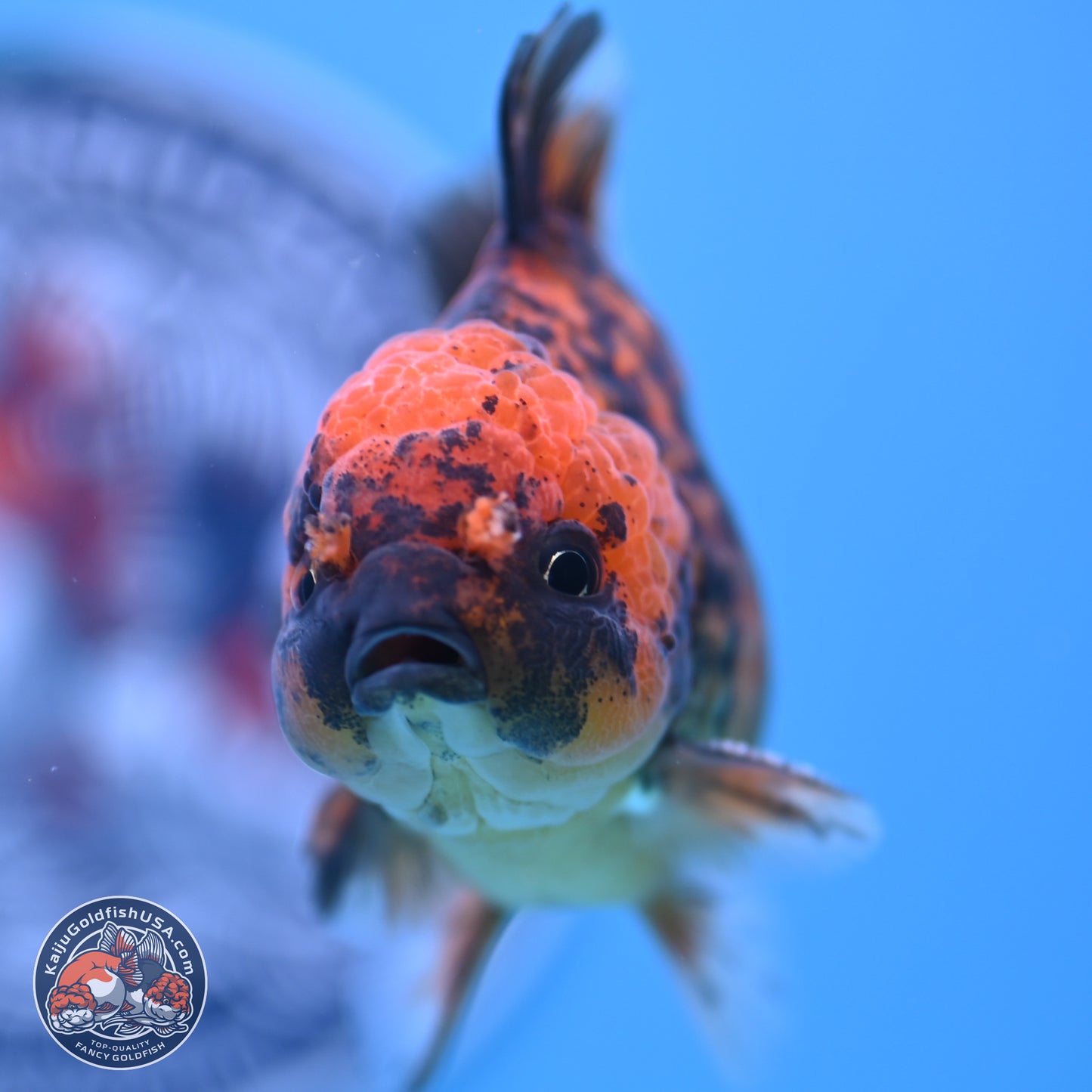 Shogun Tiger YuanBao Oranda 3.5in Body (240802_OR10) - Kaiju Goldfish USA