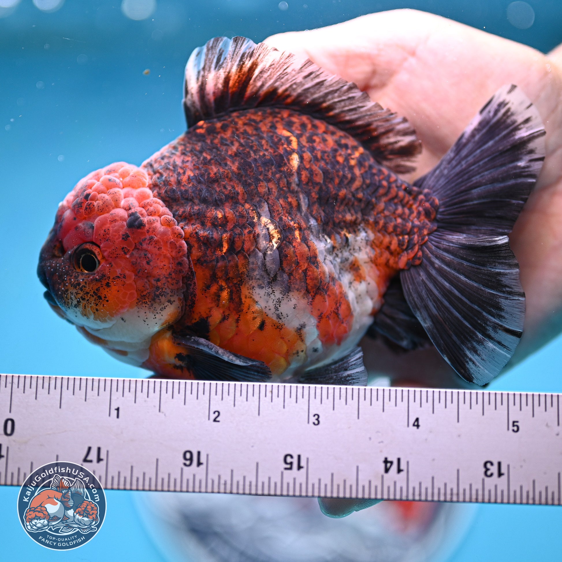 Red Kirin YuanBao Oranda 5 inches - Male (241129_OR10) - Kaiju Goldfish USA