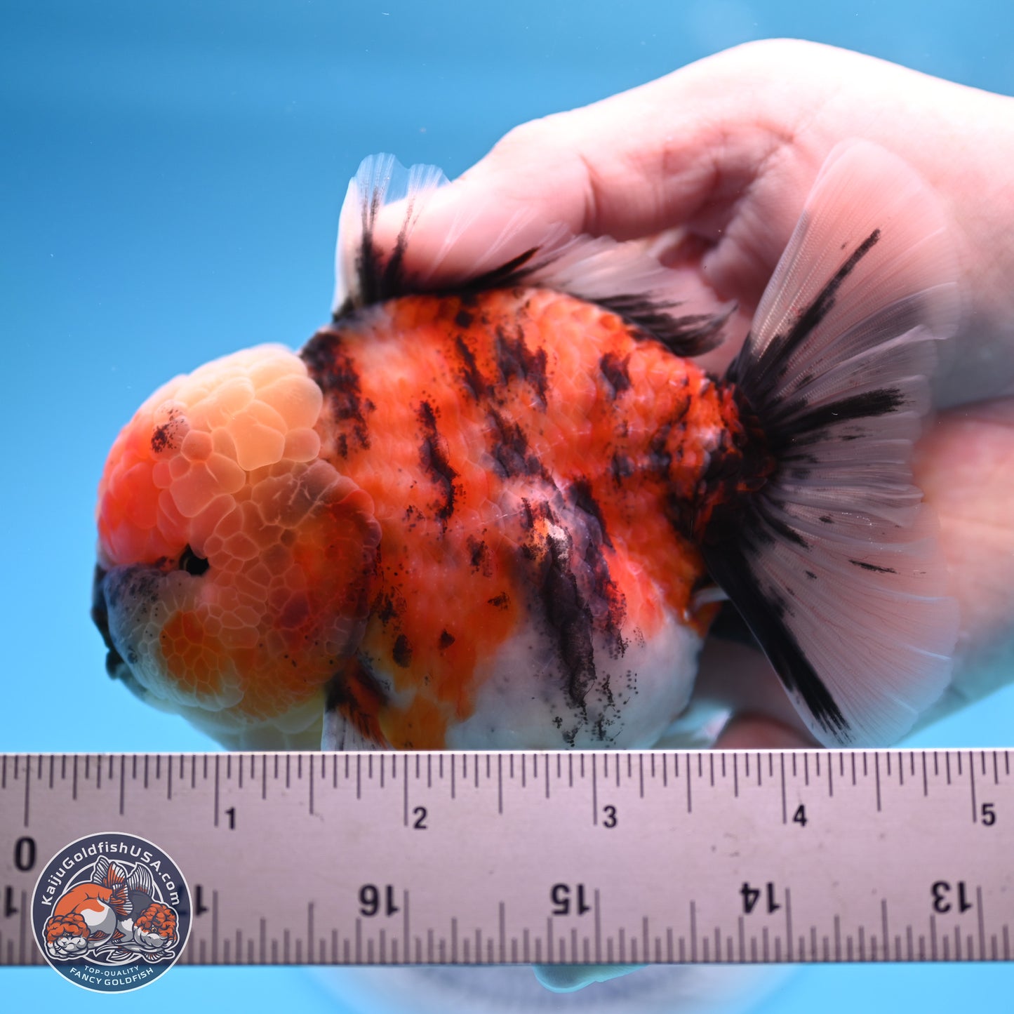 Tricolor Tiger YuanBao Oranda 3.5 inches Body - Male (250314_OR10)