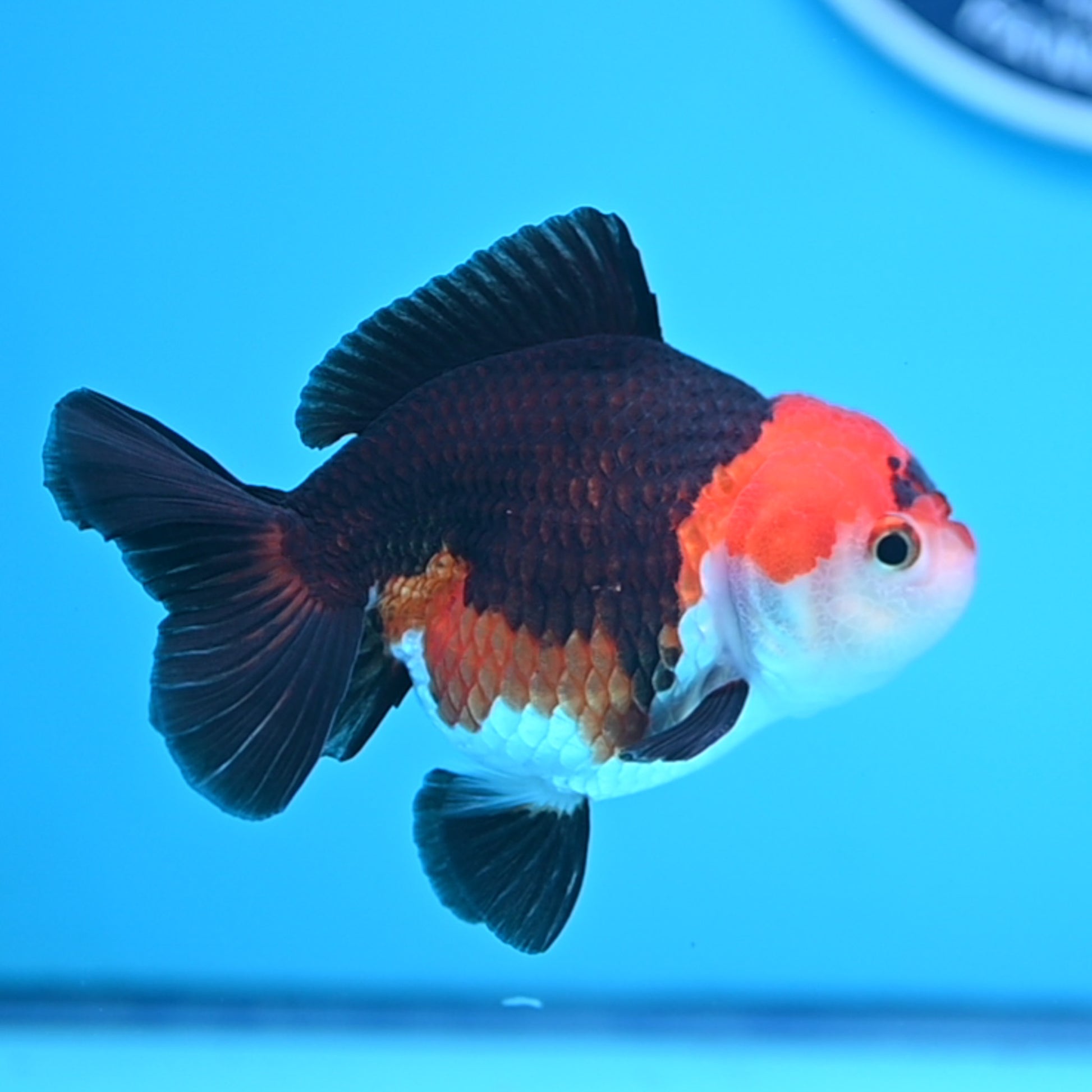 Tricolor Oranda 3.5-4 inches (241011_OR10) - Kaiju Goldfish USA