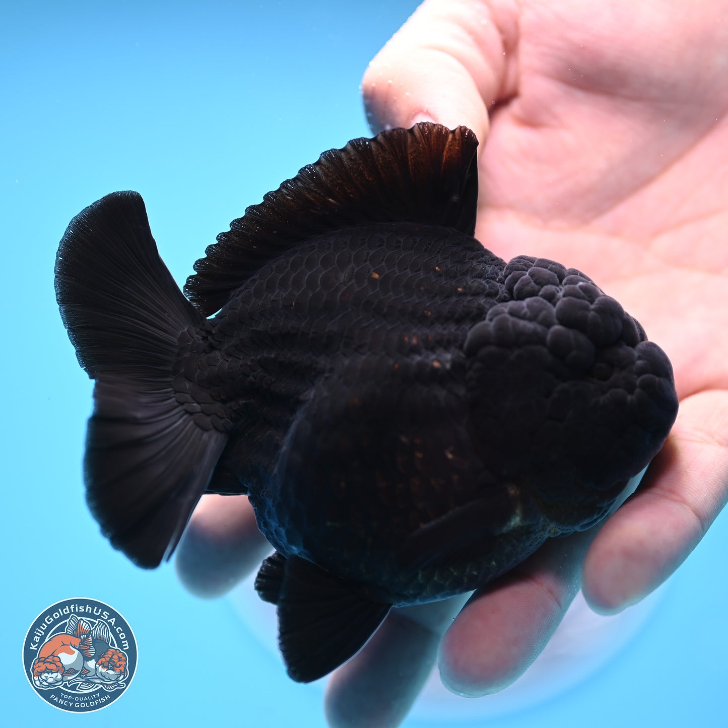 Shogun Jet Black Oranda 3.5 inches Body - Male (250207_OR10)