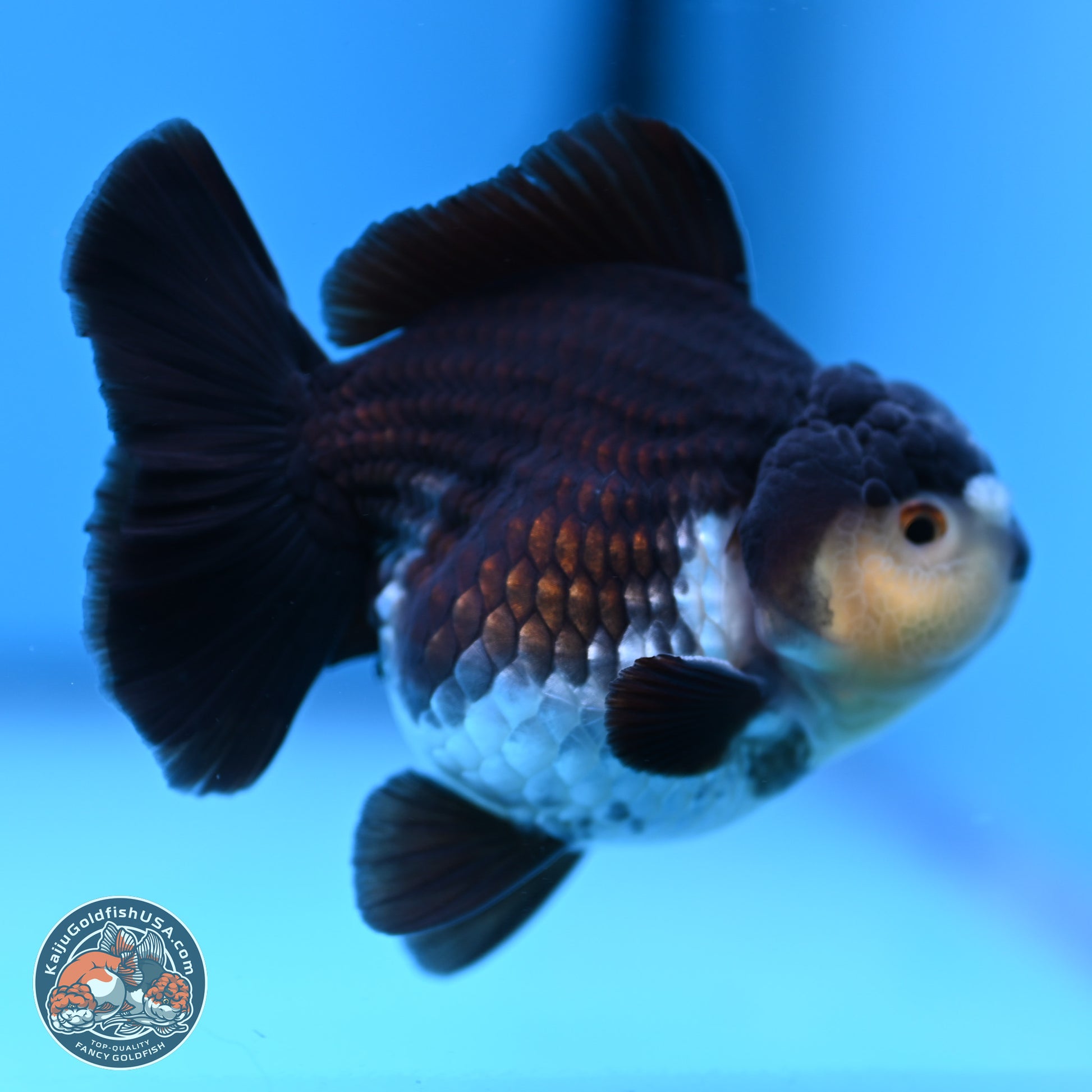 Panda YuanBao Oranda 3.5 inches Body - Male (241227_OR10) - Kaiju Goldfish USA