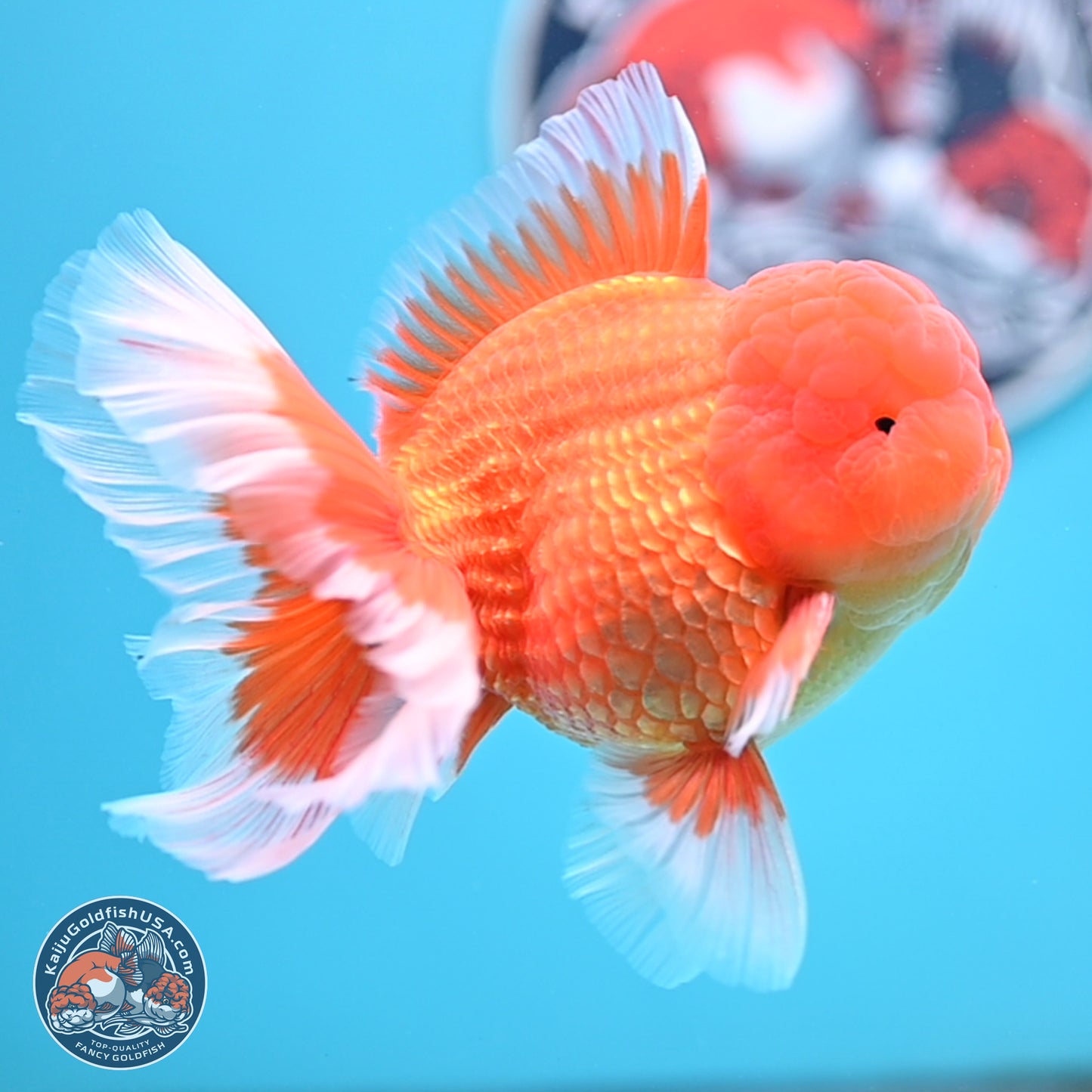 Classic Red Rose Tail Oranda 4 inches Body - Male (250404_OR10)