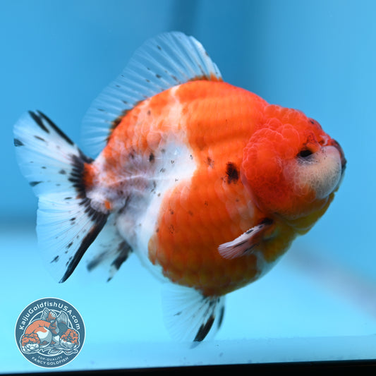 Shogun Tricolor Sakura Oranda 3.5 inches Body (250530_OR10)