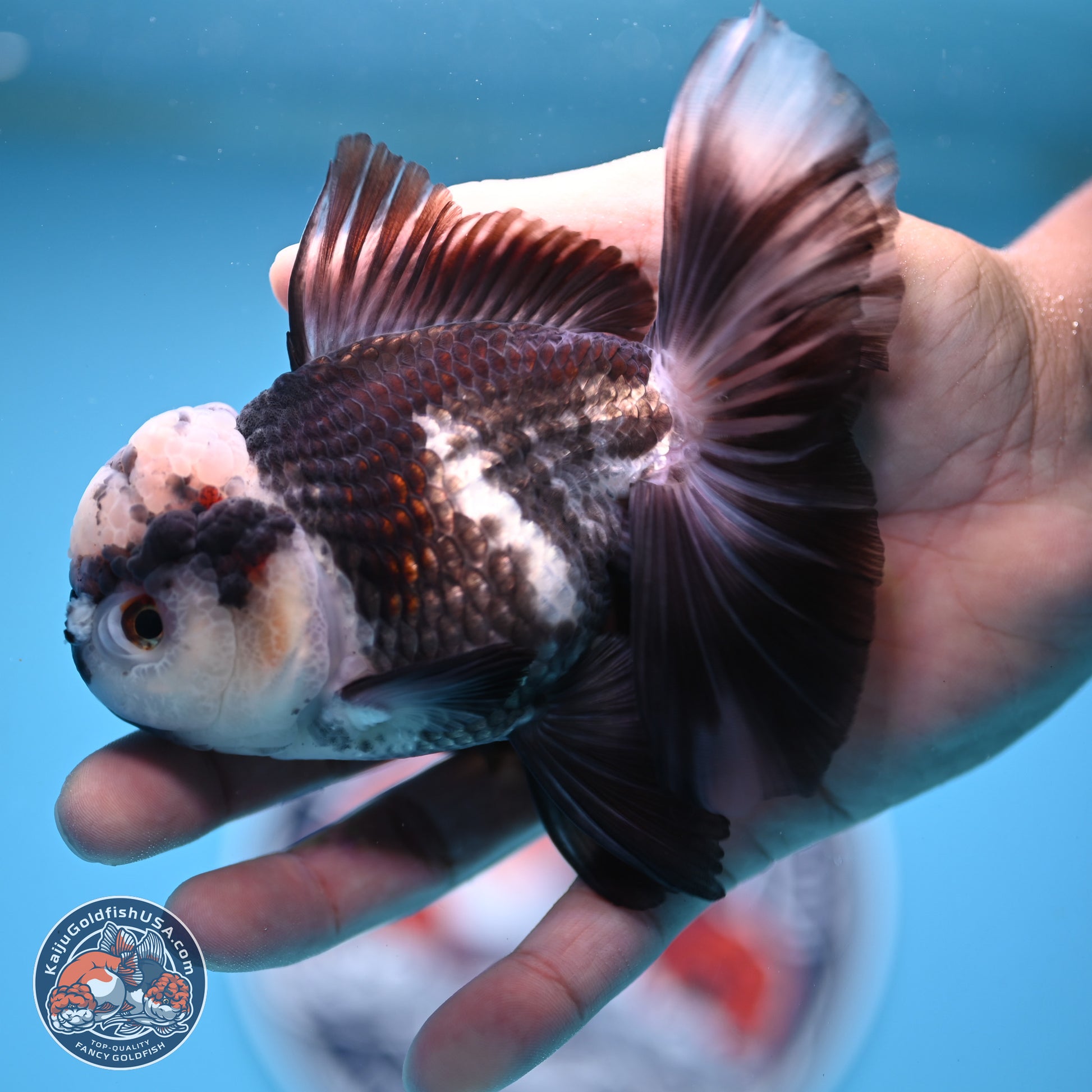 Panda Rose Tail Oranda 4.5 inches - Male (241206_OR10) - Kaiju Goldfish USA