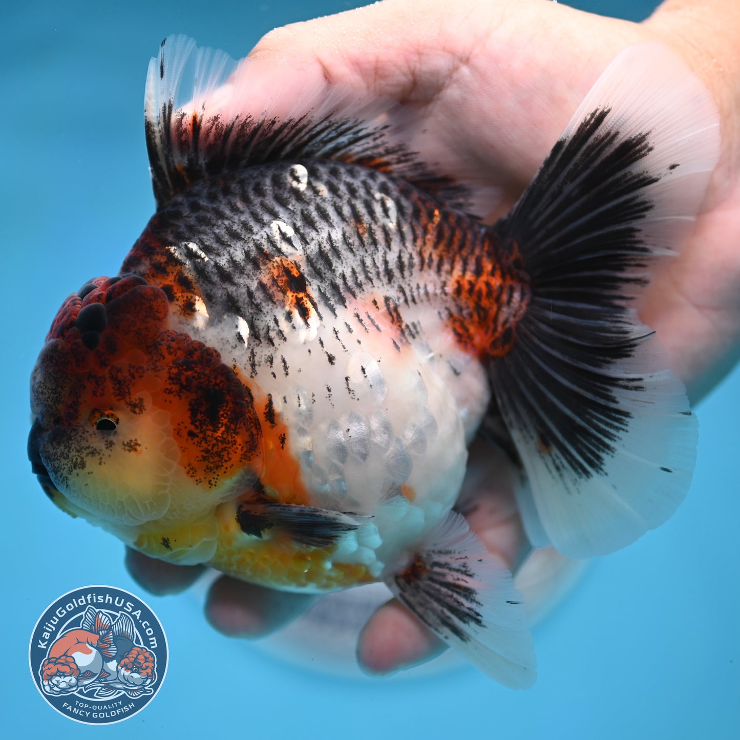 Grey Kirin Rose Tail Oranda 4 inches Body (250516_OR10)