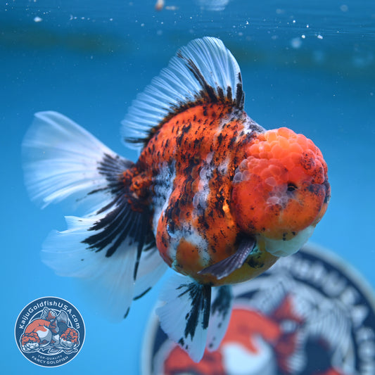Tricolor Tiger Rose Tail Oranda 4 inches Body (250502_OR10)
