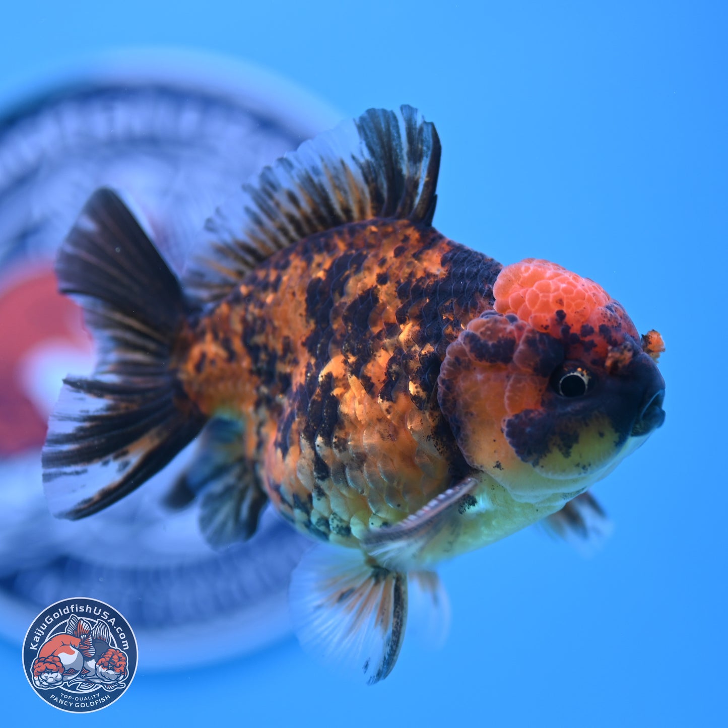 Shogun Tiger YuanBao Oranda 3.5in Body (240802_OR10) - Kaiju Goldfish USA