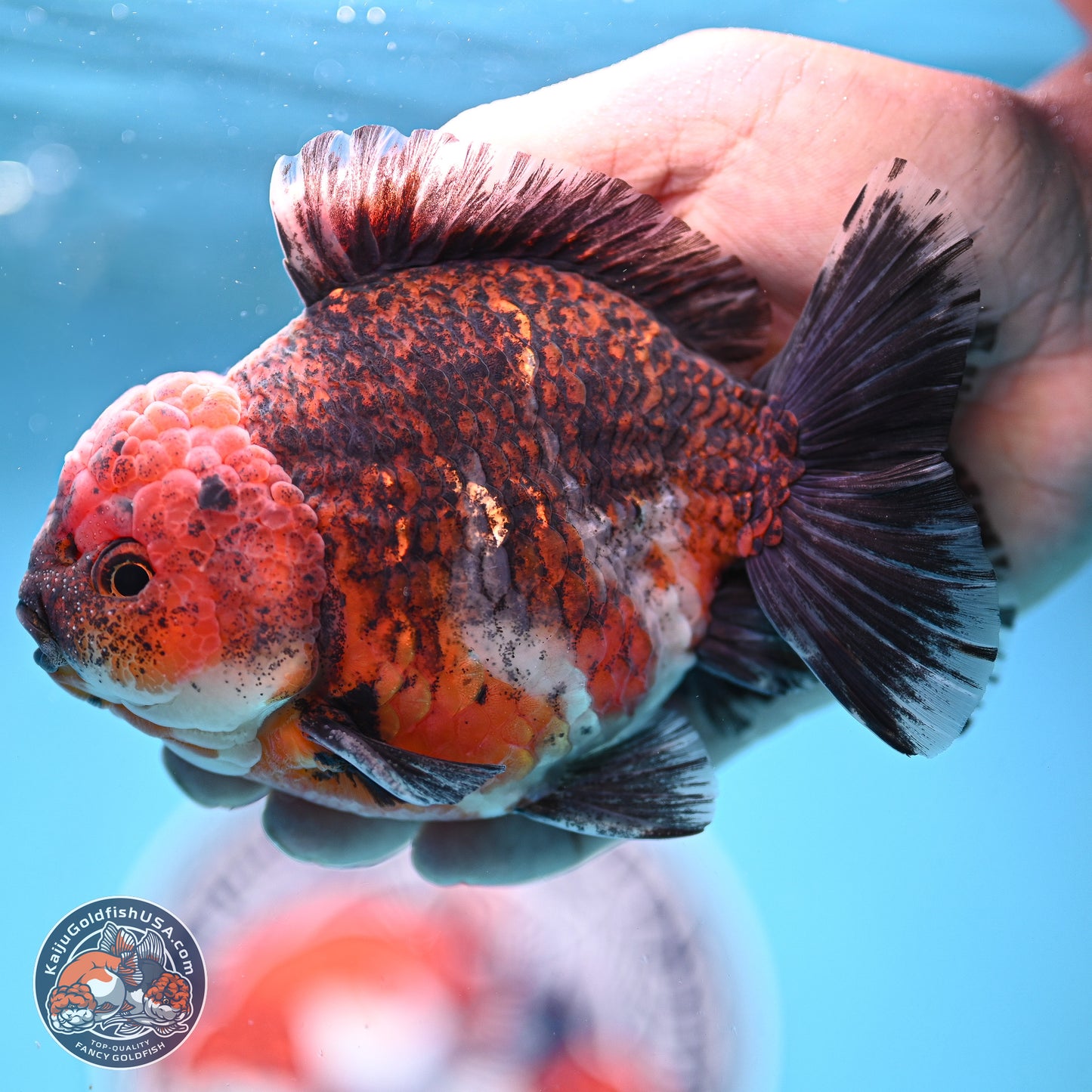 Red Kirin YuanBao Oranda 5 inches - Male (241129_OR10) - Kaiju Goldfish USA