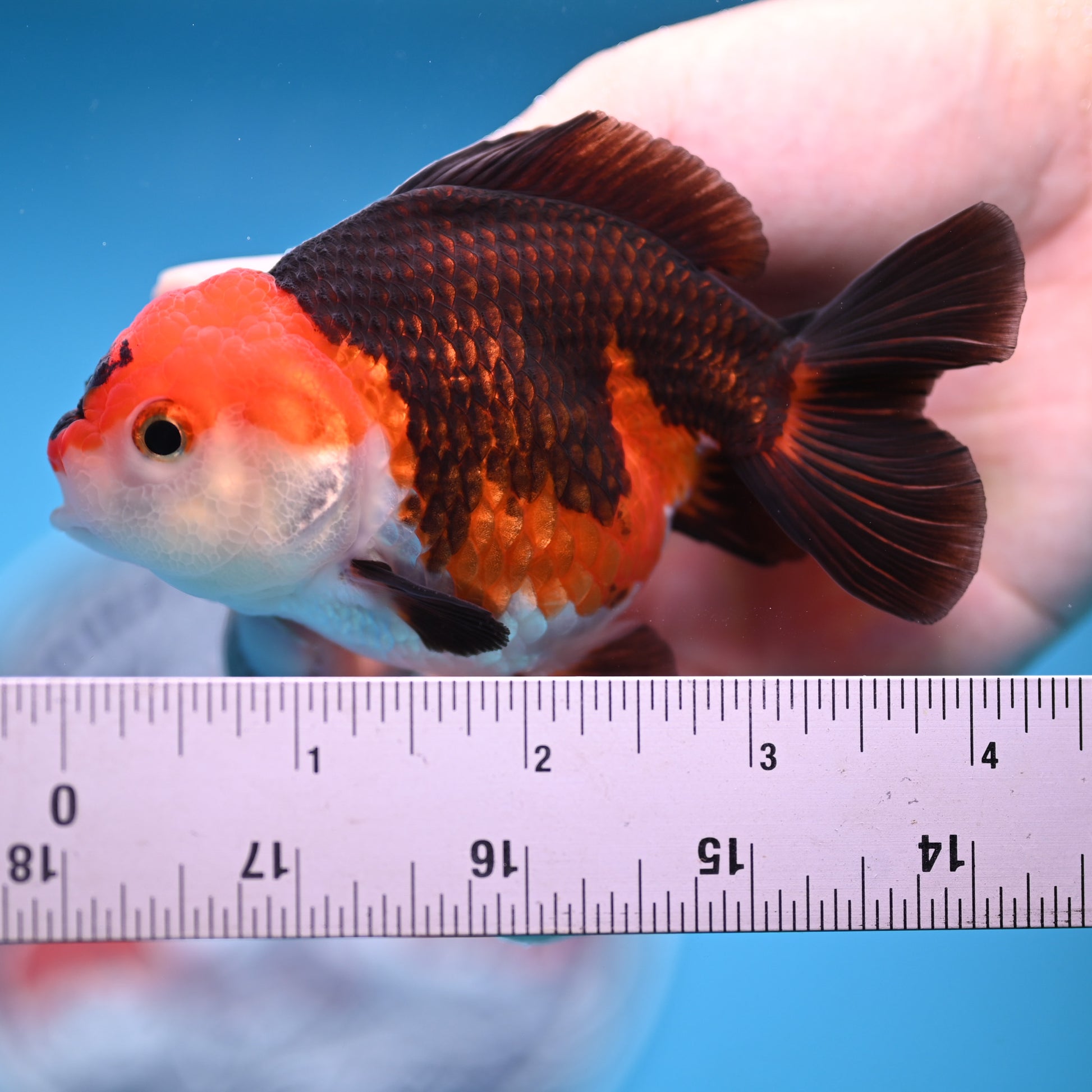 Tricolor Oranda 3.5-4 inches (241011_OR10) - Kaiju Goldfish USA