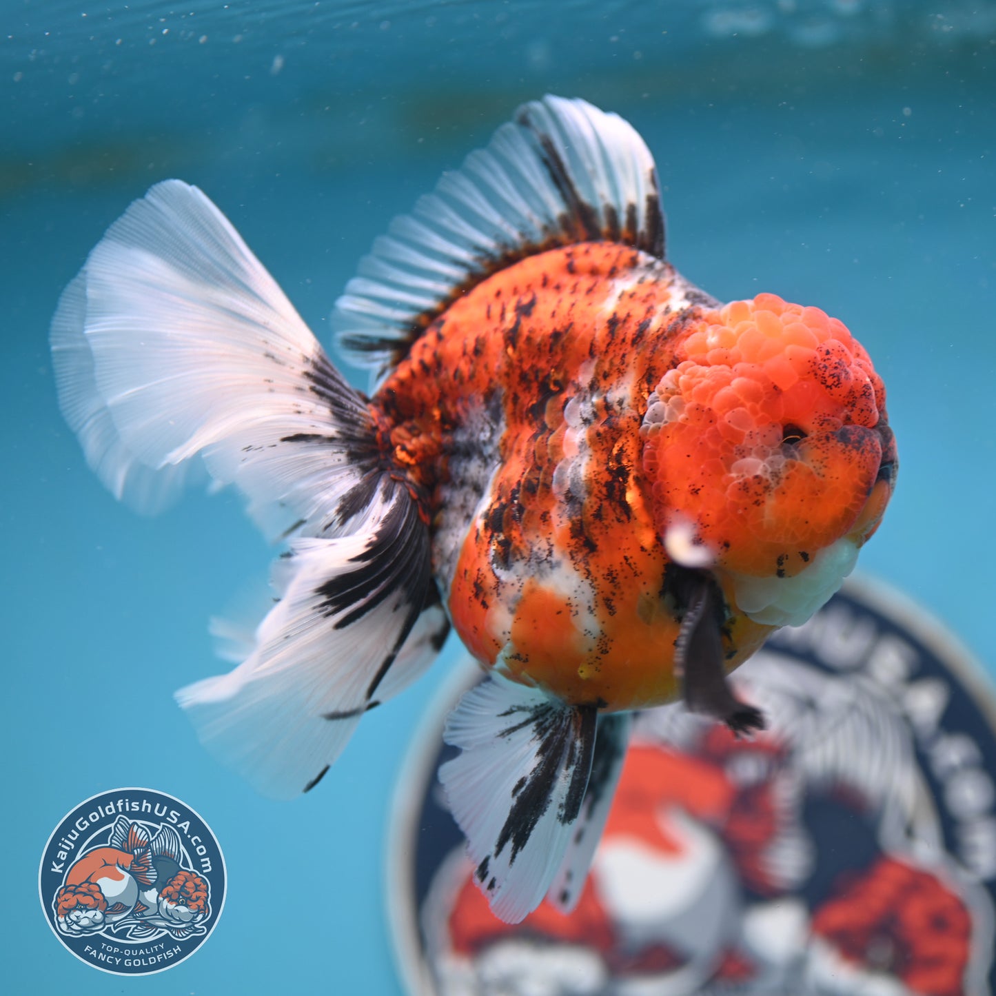 Tricolor Tiger Rose Tail Oranda 4 inches Body (250502_OR10)
