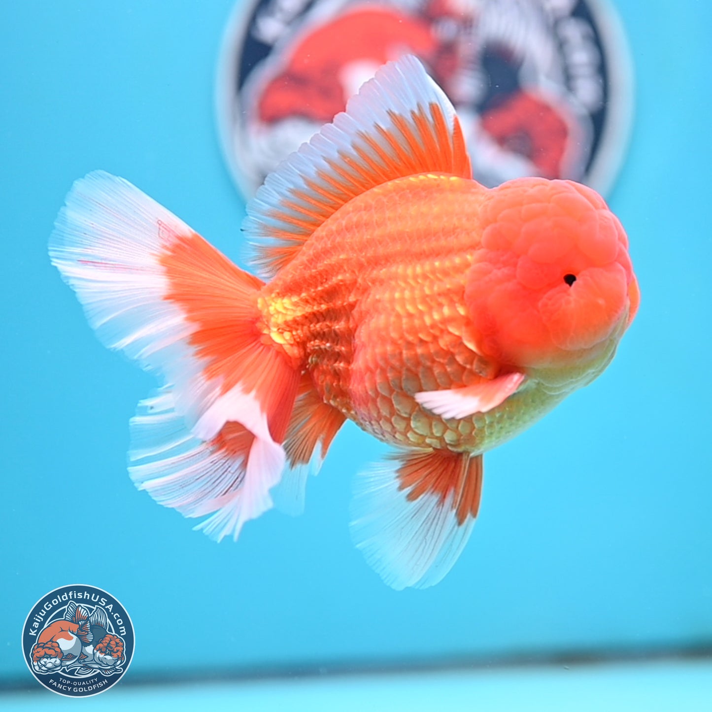 Classic Red Rose Tail Oranda 4 inches Body - Male (250404_OR10)