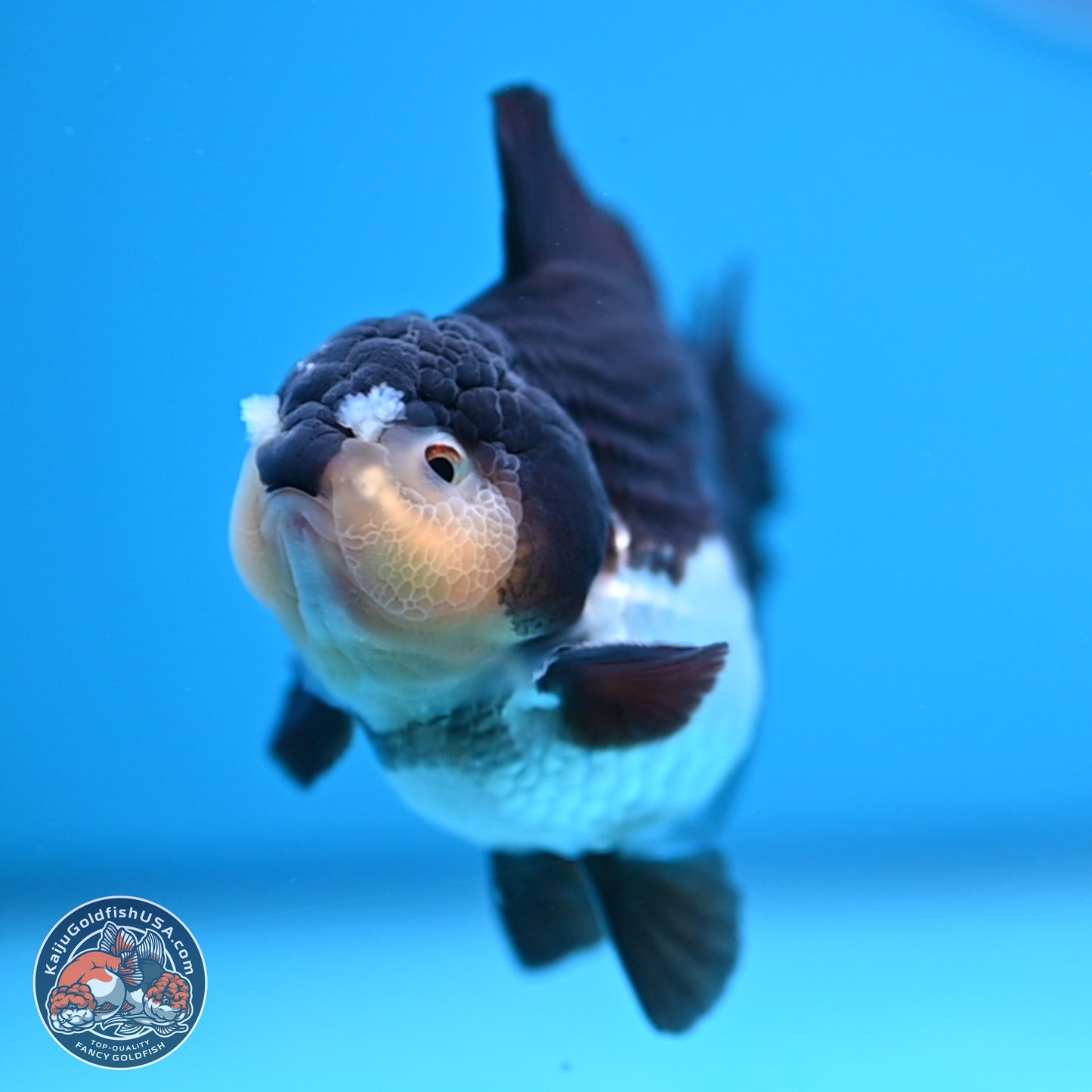 Panda YuanBao Oranda 3.5 inches Body - Male (241227_OR10) - Kaiju Goldfish USA