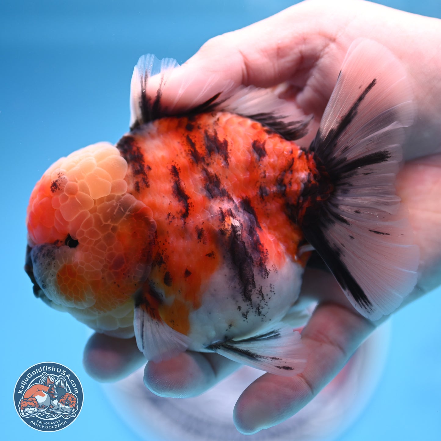 Tricolor Tiger YuanBao Oranda 3.5 inches Body - Male (250314_OR10)