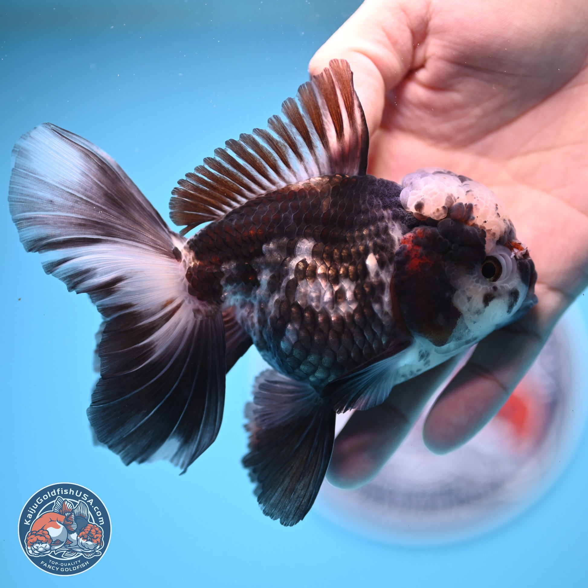 Panda Rose Tail Oranda 4.5 inches - Male (241206_OR10) - Kaiju Goldfish USA