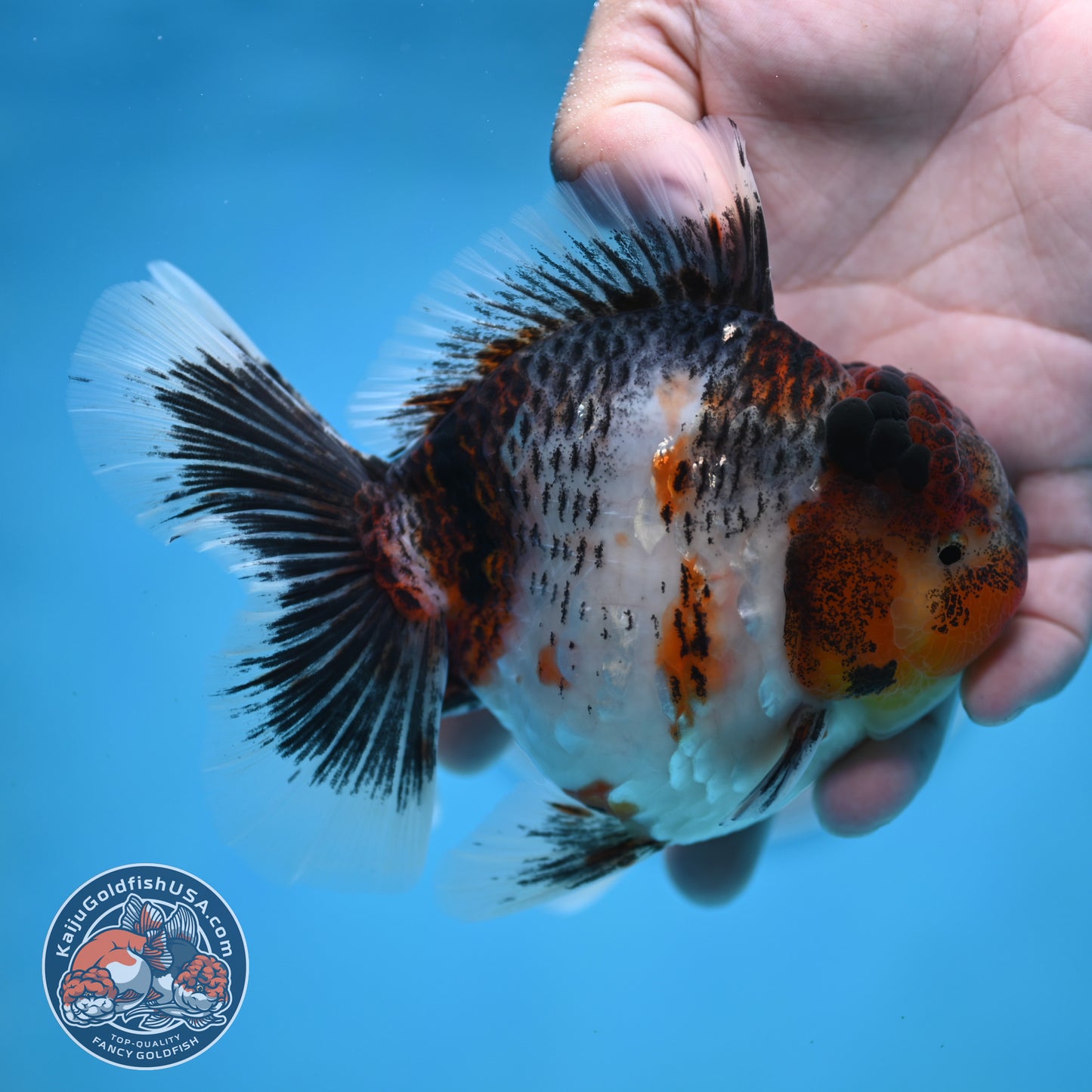 Grey Kirin Rose Tail Oranda 4 inches Body (250516_OR10)