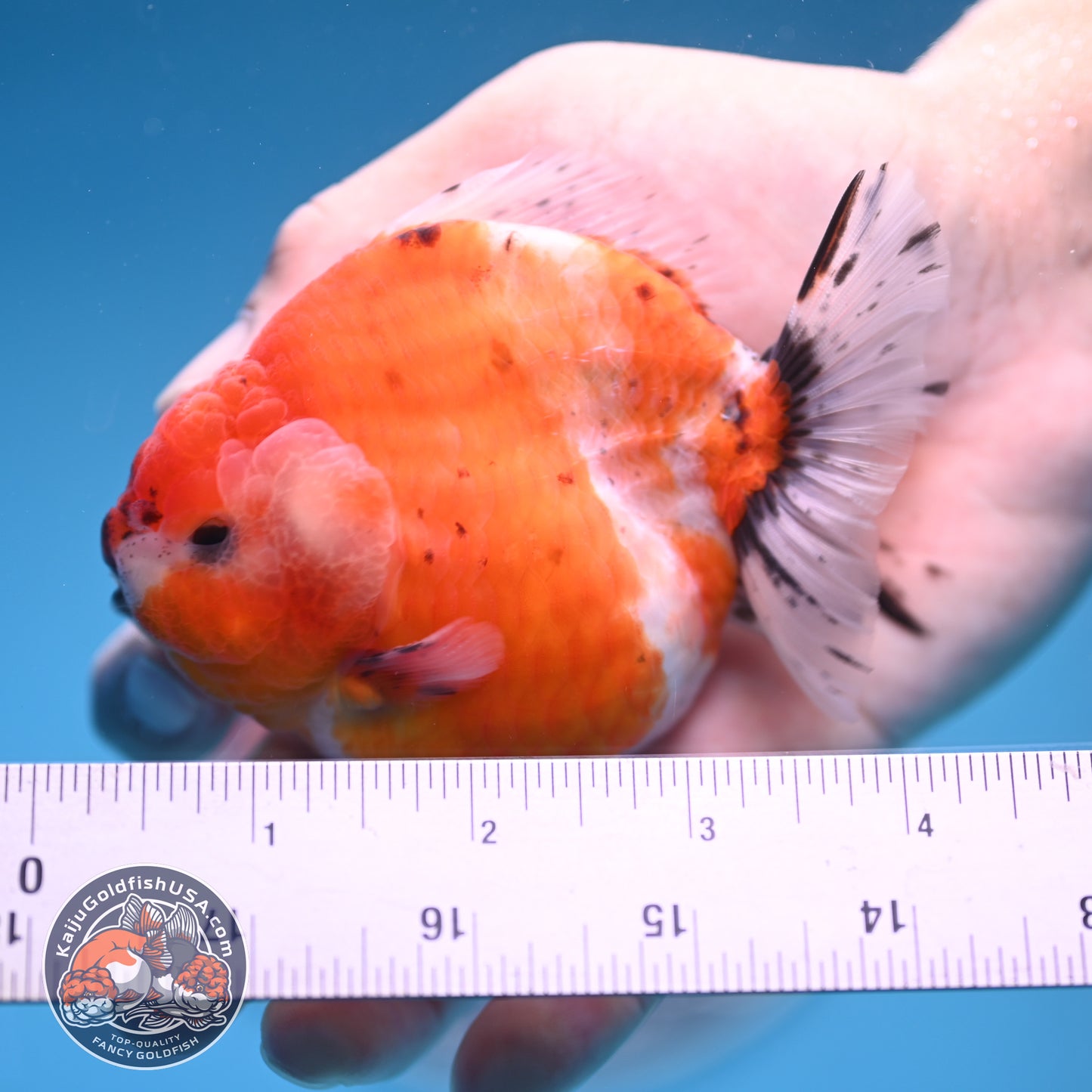 Shogun Tricolor Sakura Oranda 3.5 inches Body (250530_OR10)