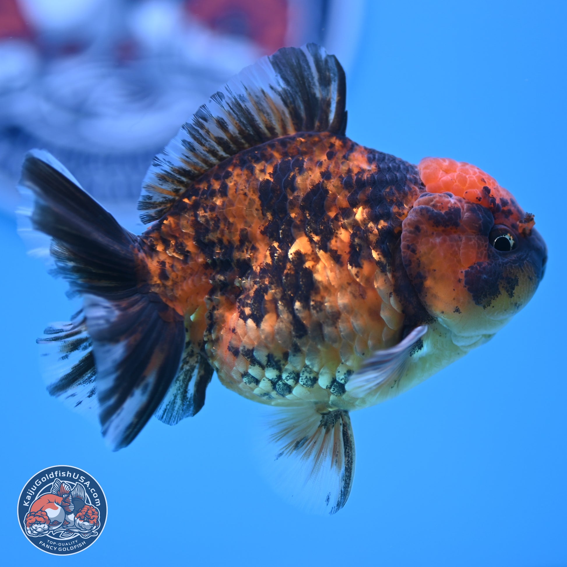 Shogun Tiger YuanBao Oranda 3.5in Body (240802_OR10) - Kaiju Goldfish USA