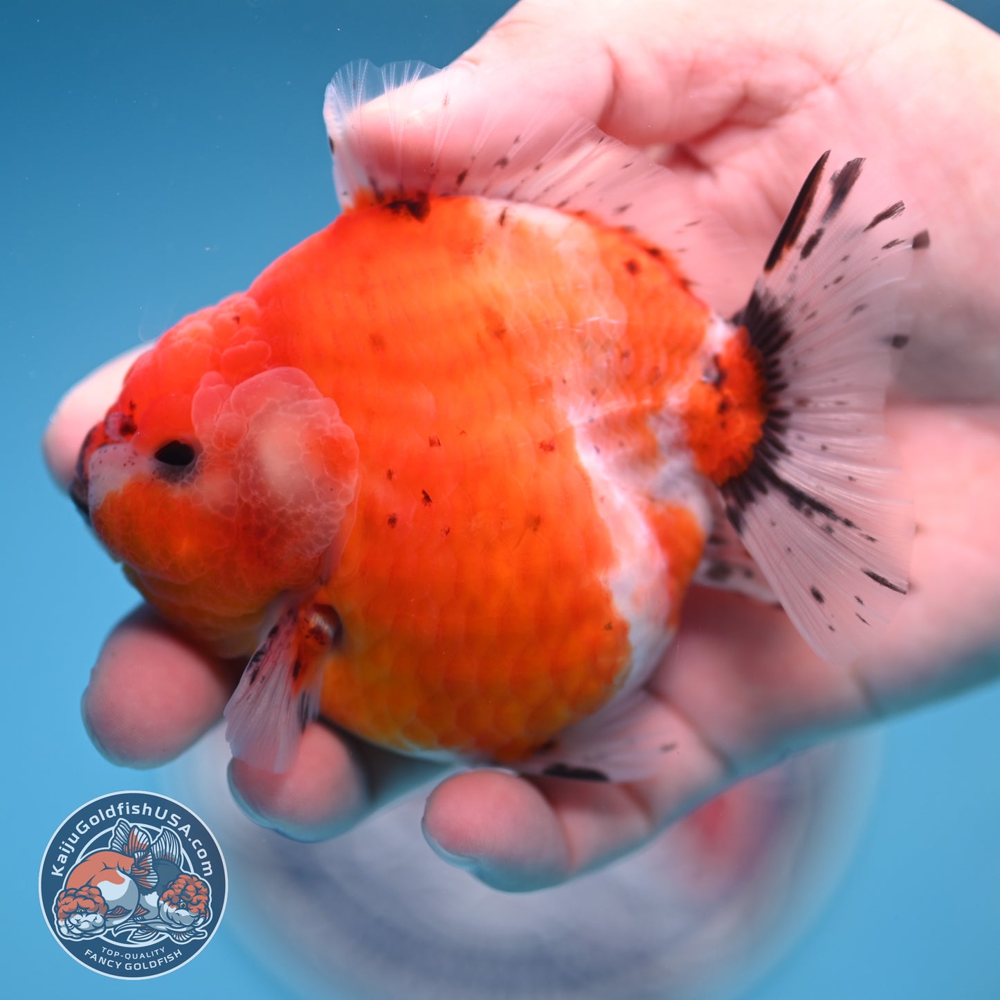 Shogun Tricolor Sakura Oranda 3.5 inches Body (250530_OR10)