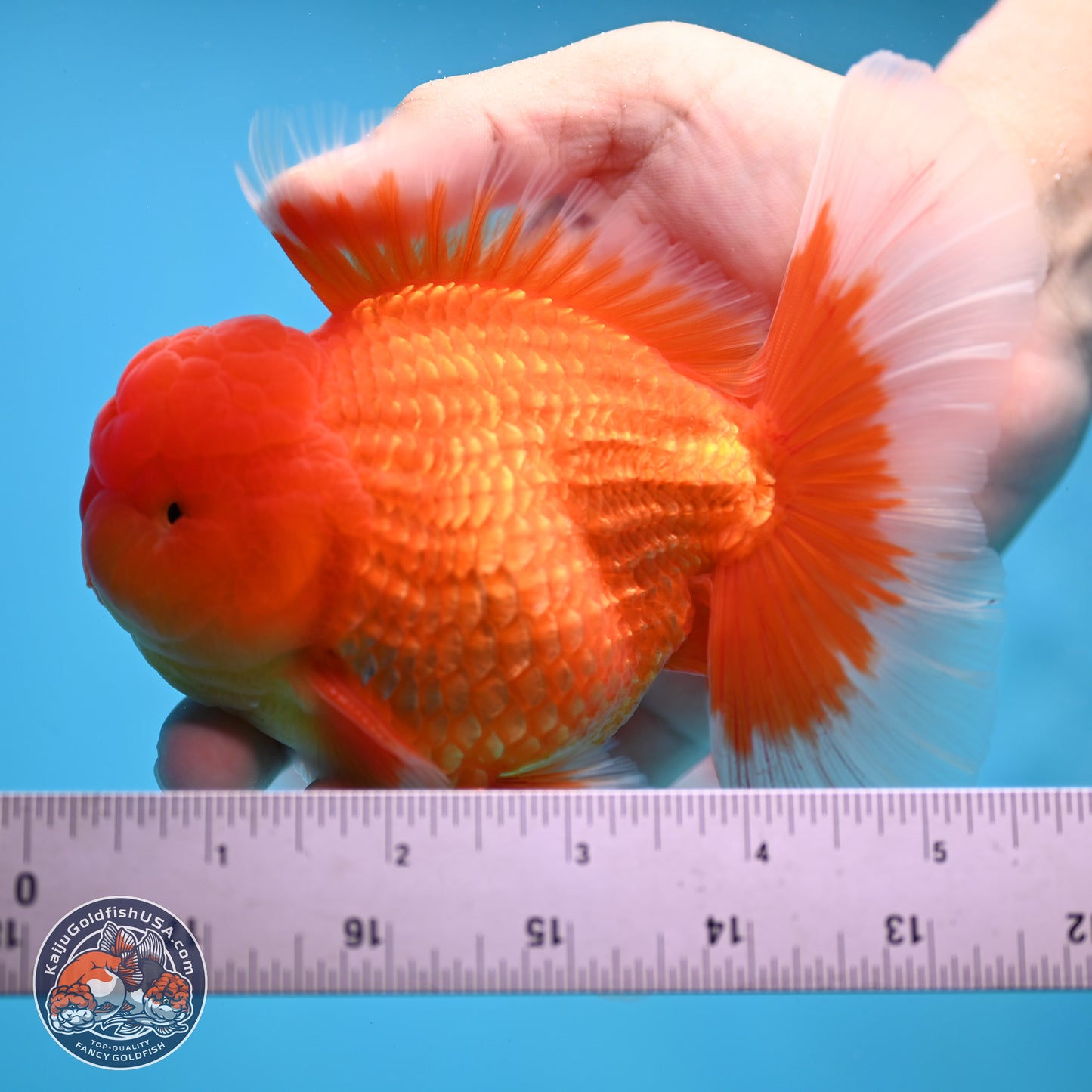 Classic Red Rose Tail Oranda 4 inches Body - Male (250404_OR10)