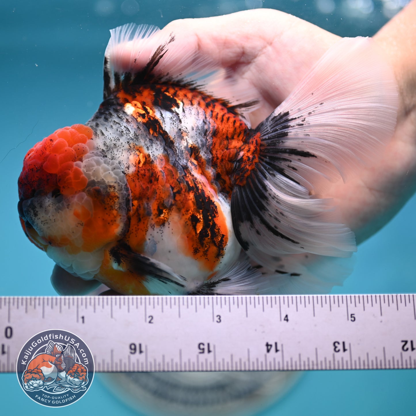 Tricolor Tiger Rose Tail Oranda 4 inches Body (250502_OR10)