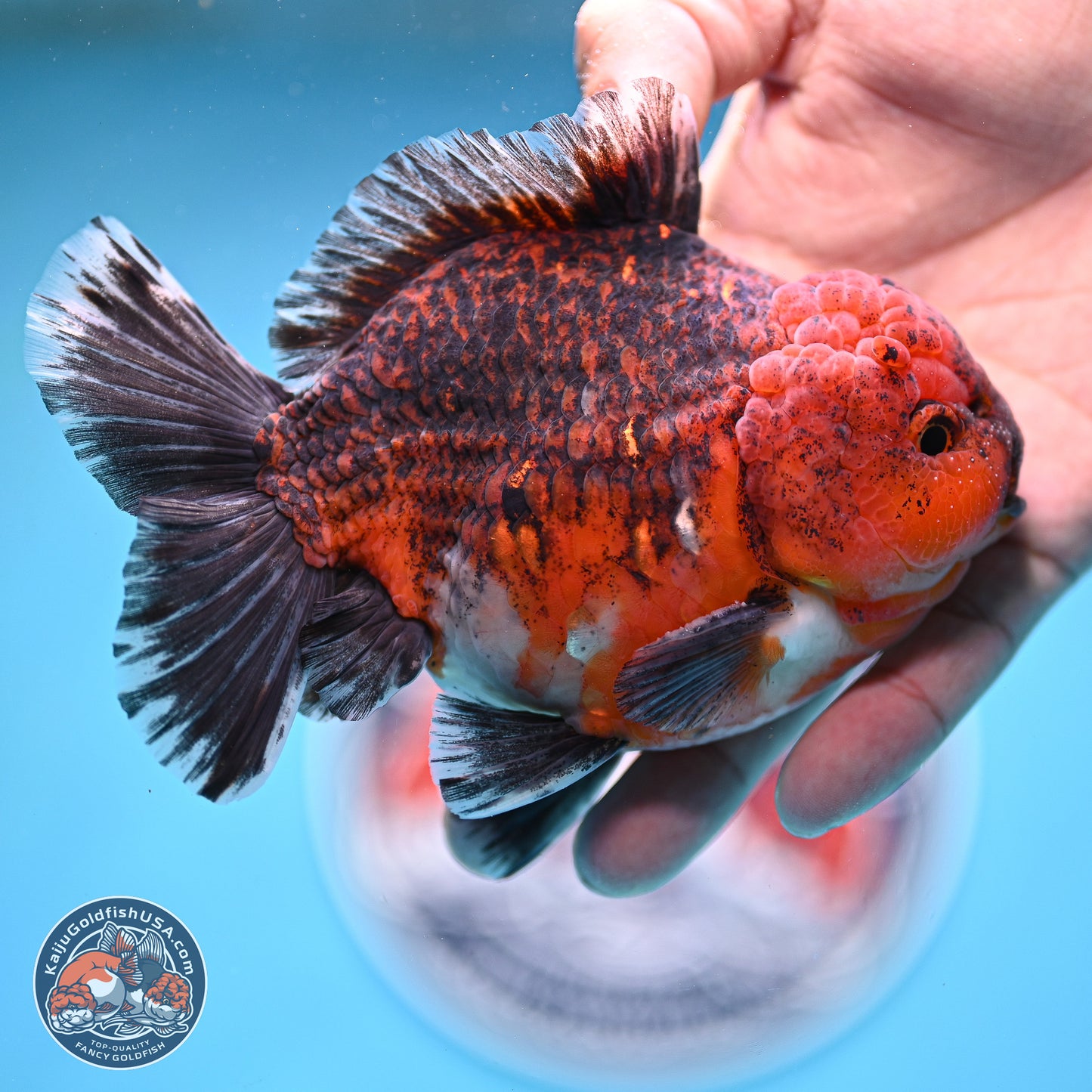 Red Kirin YuanBao Oranda 5 inches - Male (241129_OR10) - Kaiju Goldfish USA