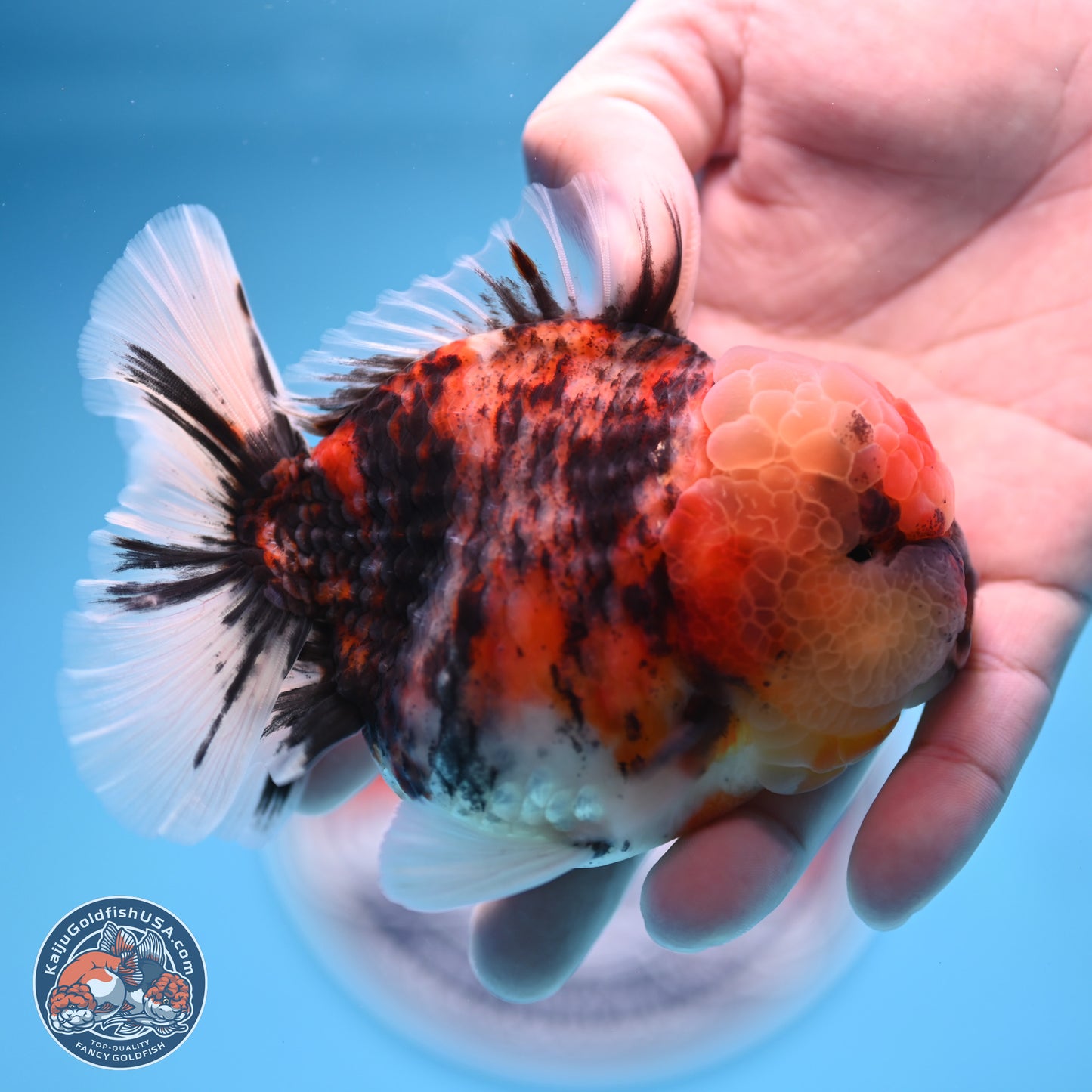 Tricolor Tiger YuanBao Oranda 3.5 inches Body - Male (250314_OR10)