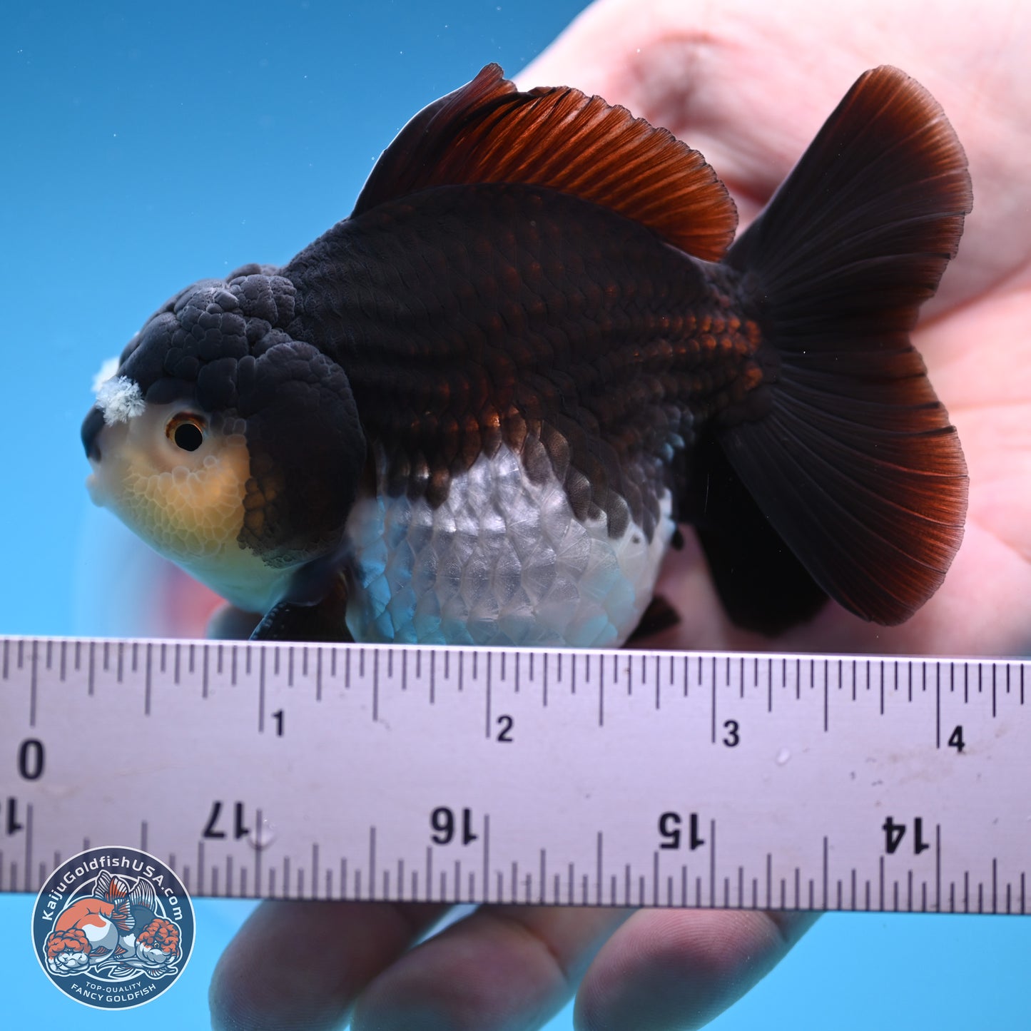 Panda YuanBao Oranda 3.5 inches Body - Male (241227_OR10) - Kaiju Goldfish USA