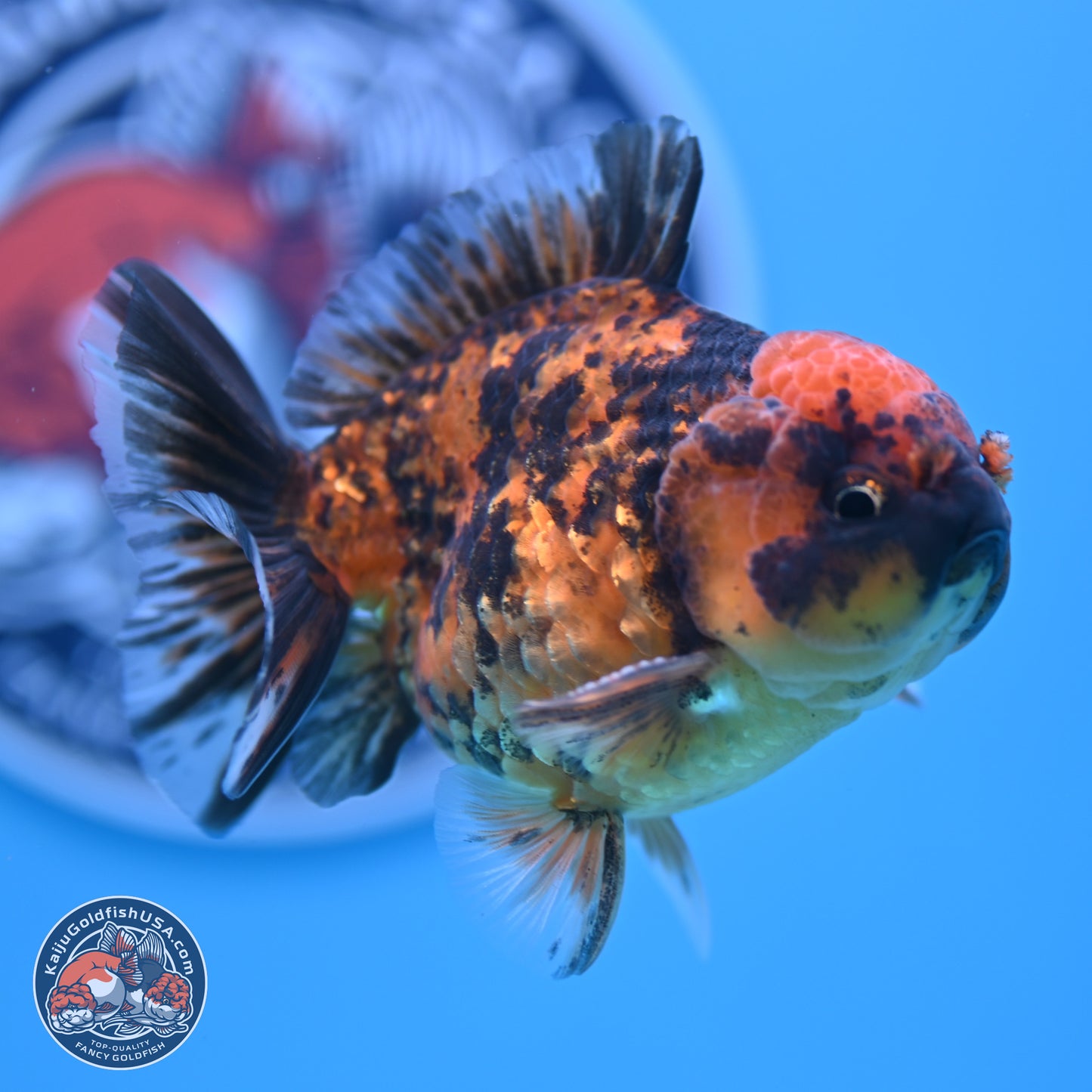 Shogun Tiger YuanBao Oranda 3.5in Body (240802_OR10) - Kaiju Goldfish USA