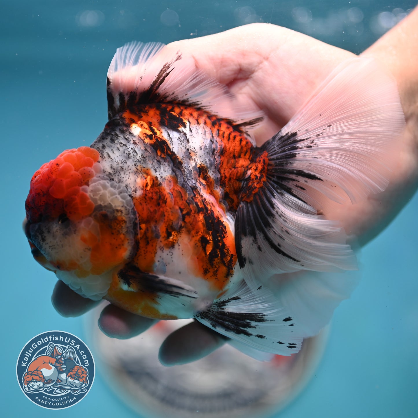 Tricolor Tiger Rose Tail Oranda 4 inches Body (250502_OR10)