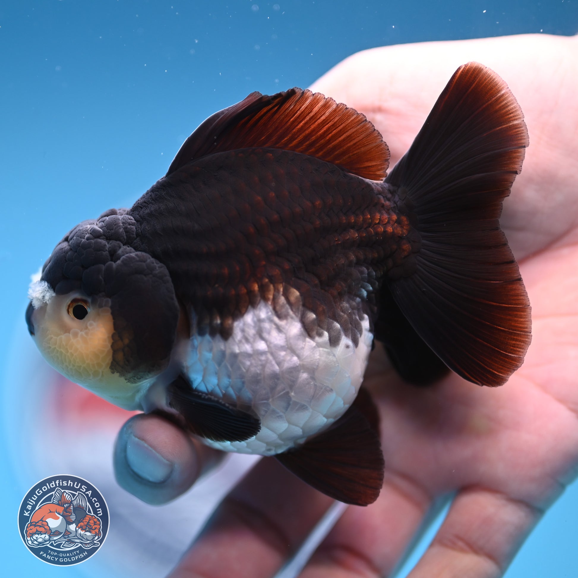 Panda YuanBao Oranda 3.5 inches Body - Male (241227_OR10) - Kaiju Goldfish USA