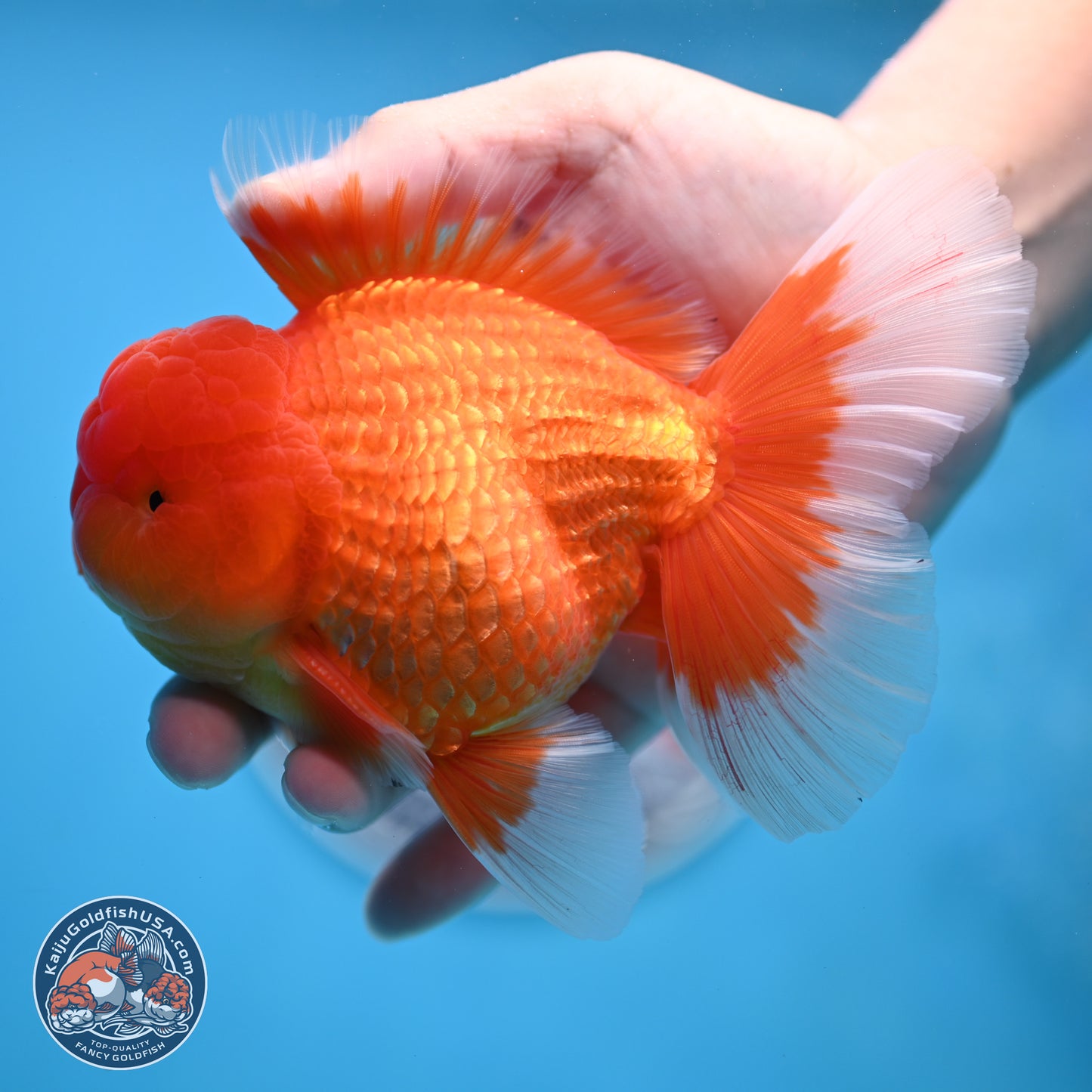Classic Red Rose Tail Oranda 4 inches Body - Male (250404_OR10)