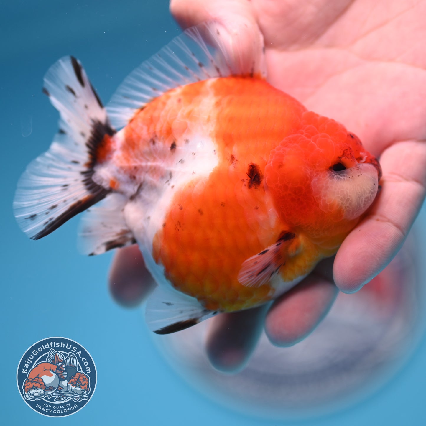 Shogun Tricolor Sakura Oranda 3.5 inches Body (250530_OR10)