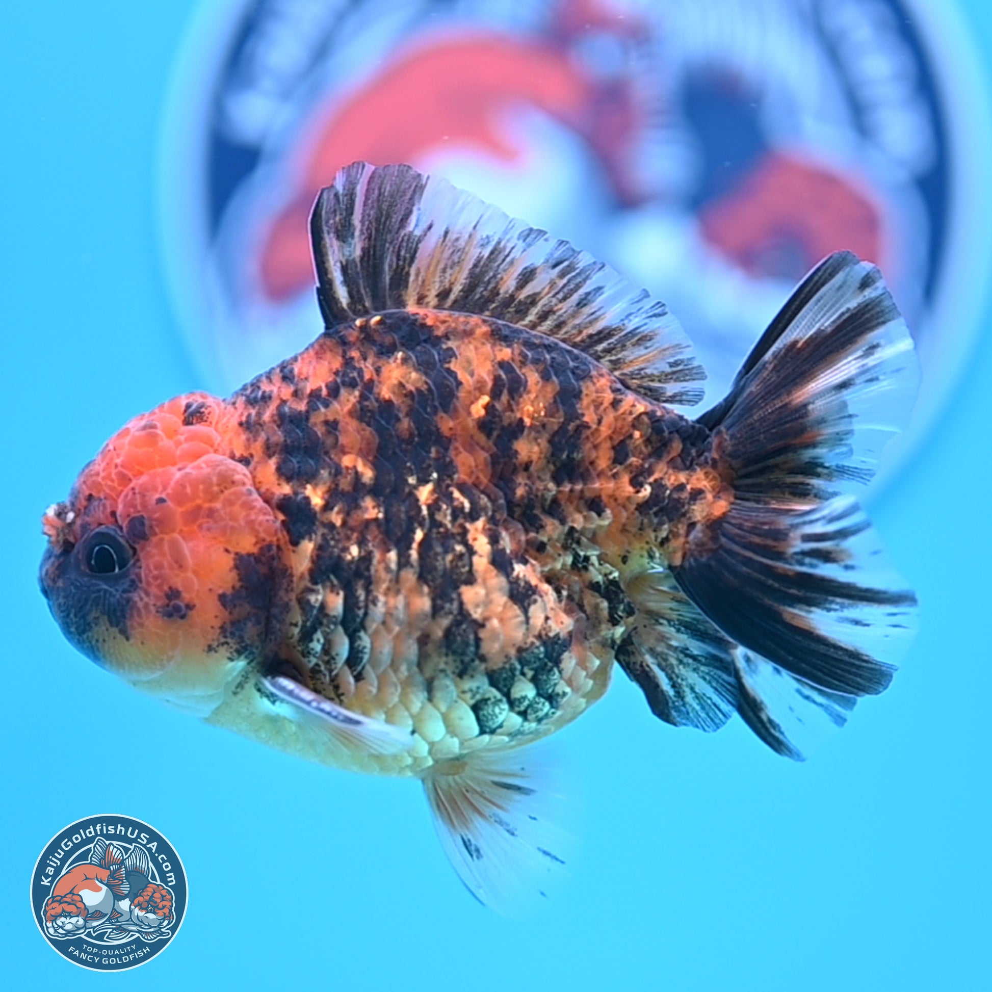 Shogun Tiger YuanBao Oranda 3.5in Body (240802_OR10) - Kaiju Goldfish USA