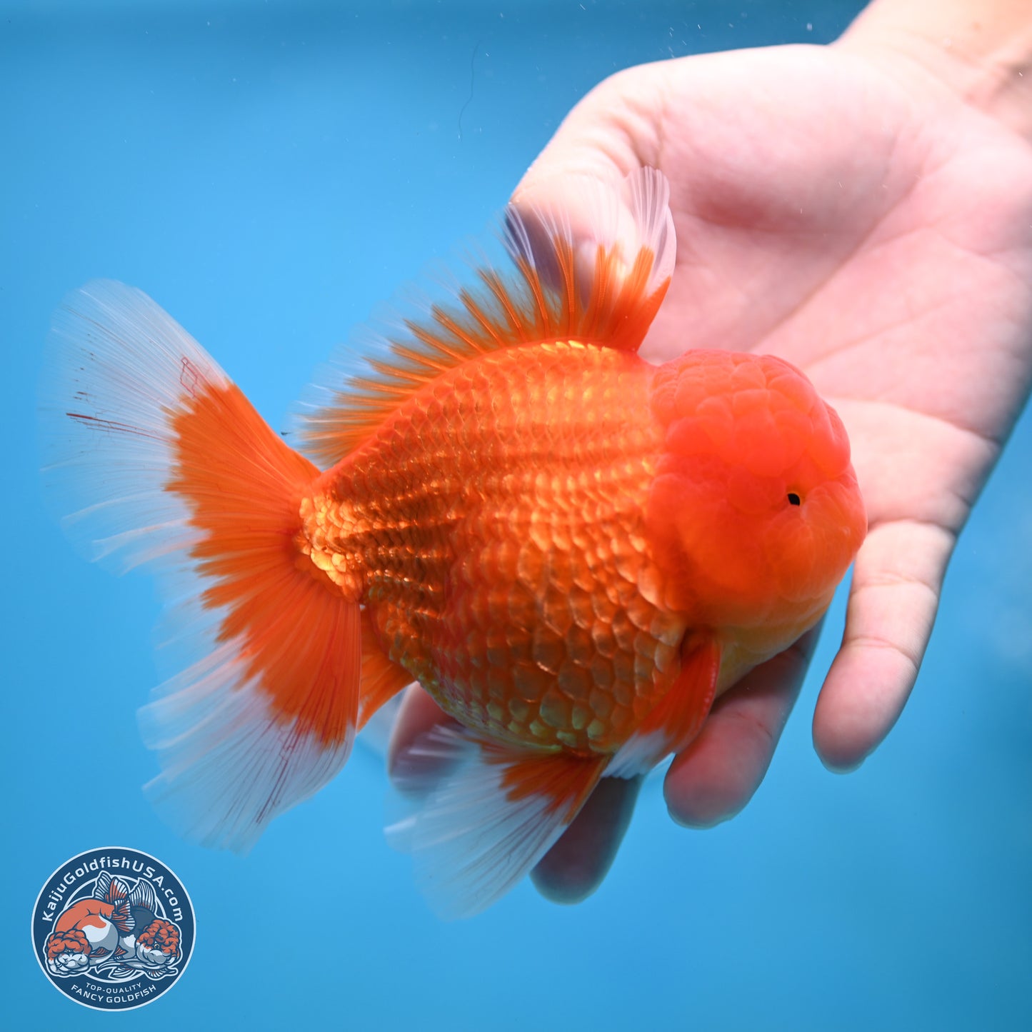 Classic Red Rose Tail Oranda 4 inches Body - Male (250404_OR10)