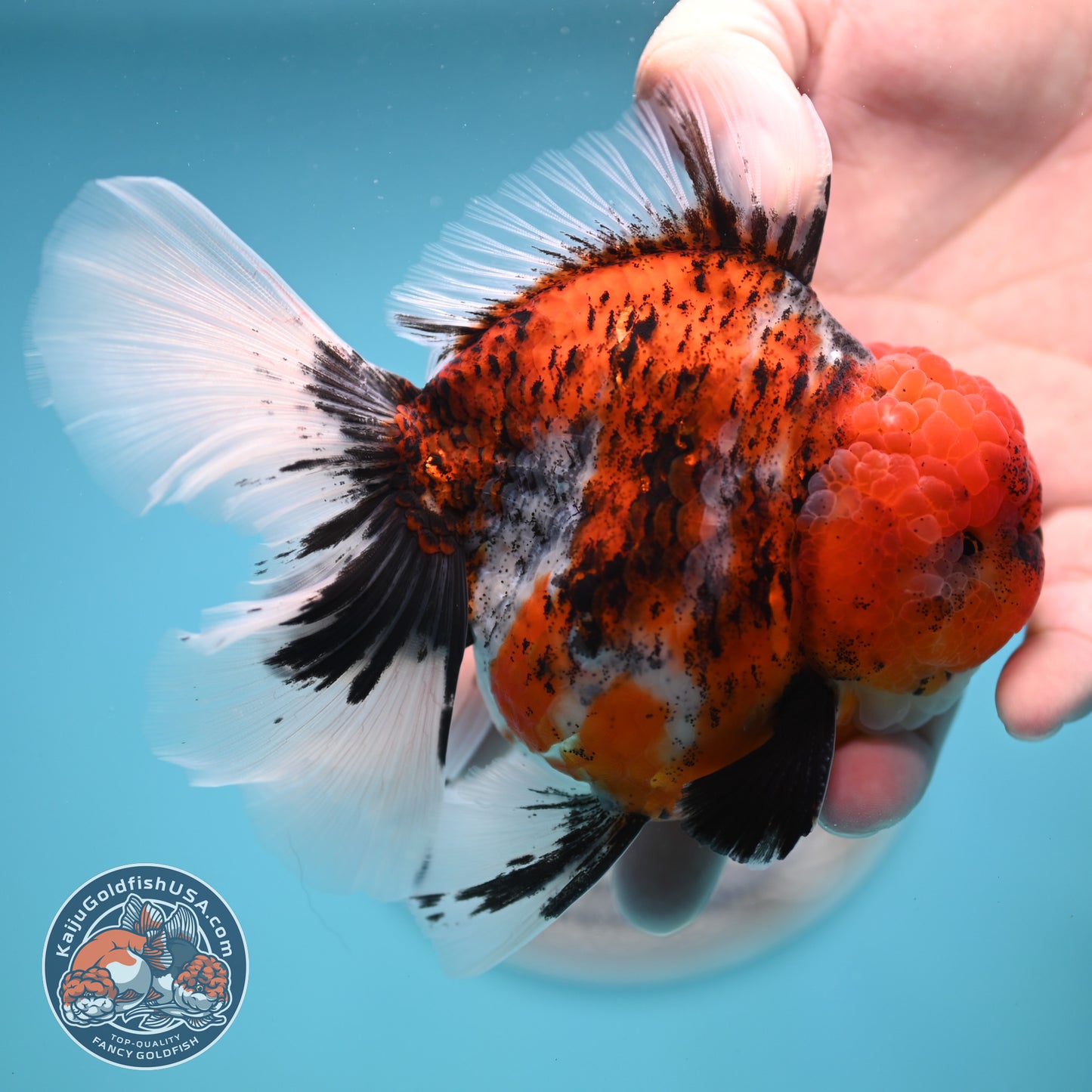 Tricolor Tiger Rose Tail Oranda 4 inches Body (250502_OR10)