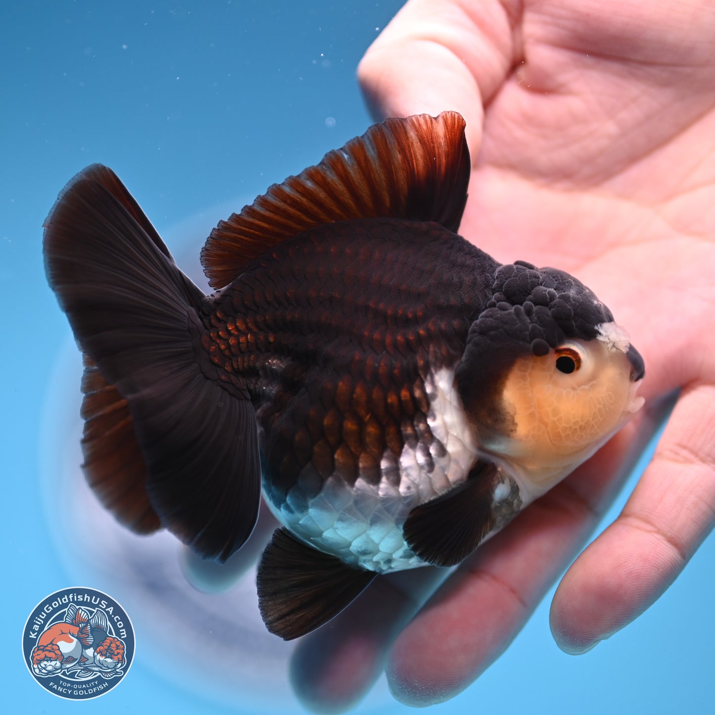 Panda YuanBao Oranda 3.5 inches Body - Male (241227_OR10) - Kaiju Goldfish USA