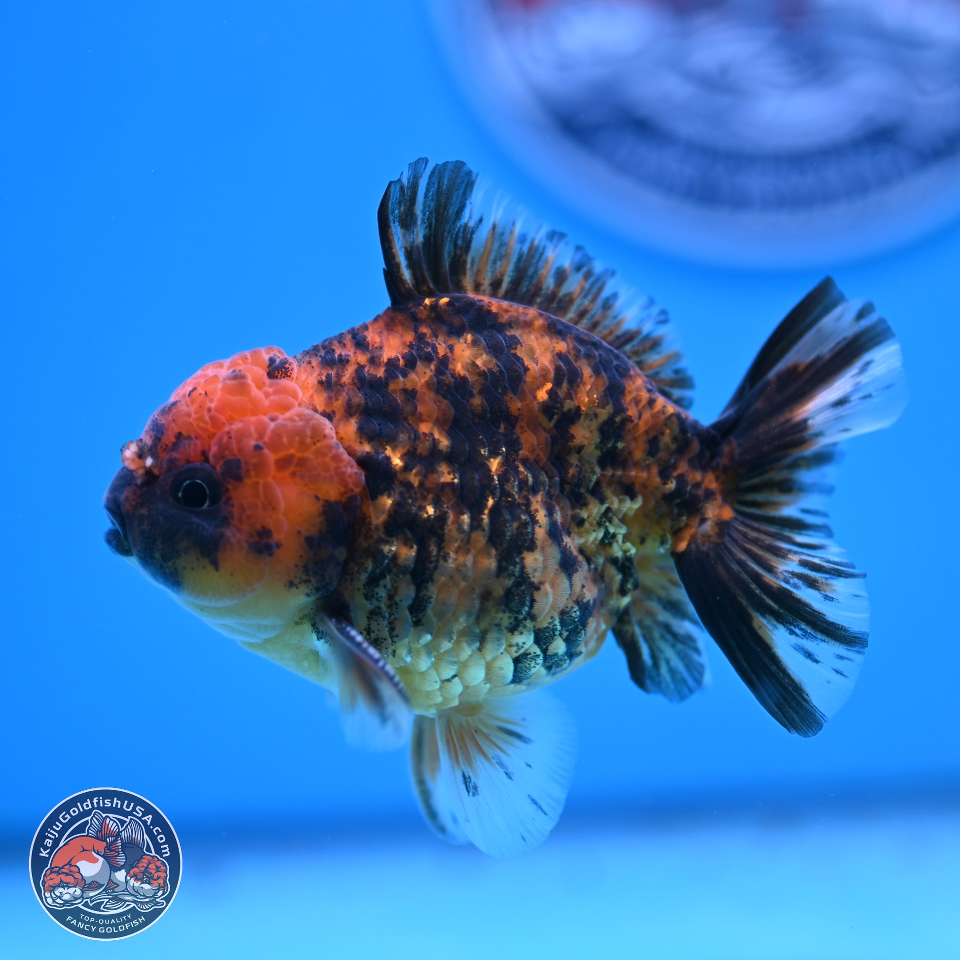 Shogun Tiger YuanBao Oranda 3.5in Body (240802_OR10) - Kaiju Goldfish USA